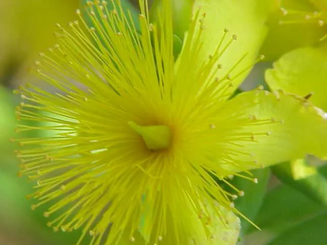 Kalm's St. John Wort (Hypericum Kalmianum) — Ideal for borders and mass plantings, it thrives in full sun to partial shade and well-drained soil; john's Wort