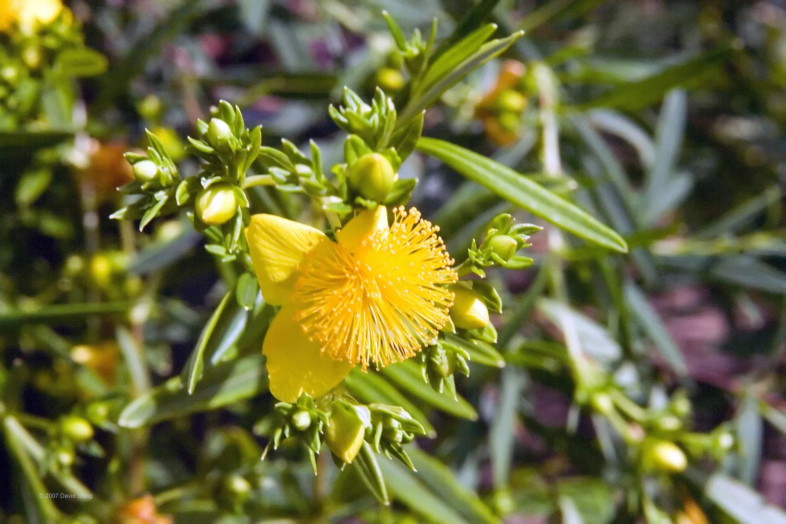 Kalm's St. John Wort (Hypericum Kalmianum) — Hypericum kalmianum, commonly known as Kalm's St