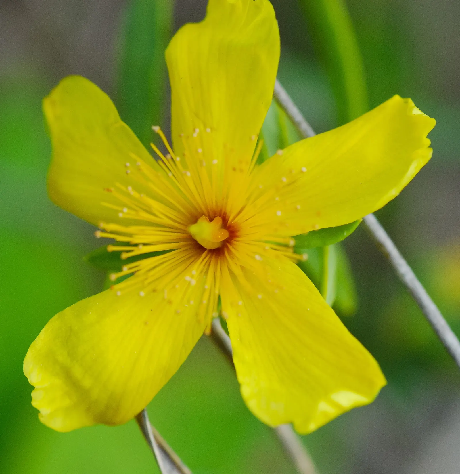 Kalm's St. John Wort (Hypericum Kalmianum) — showcases a burst of showy stamens; hypericum kalmianum prefers full sun to part shade and well-drained soil