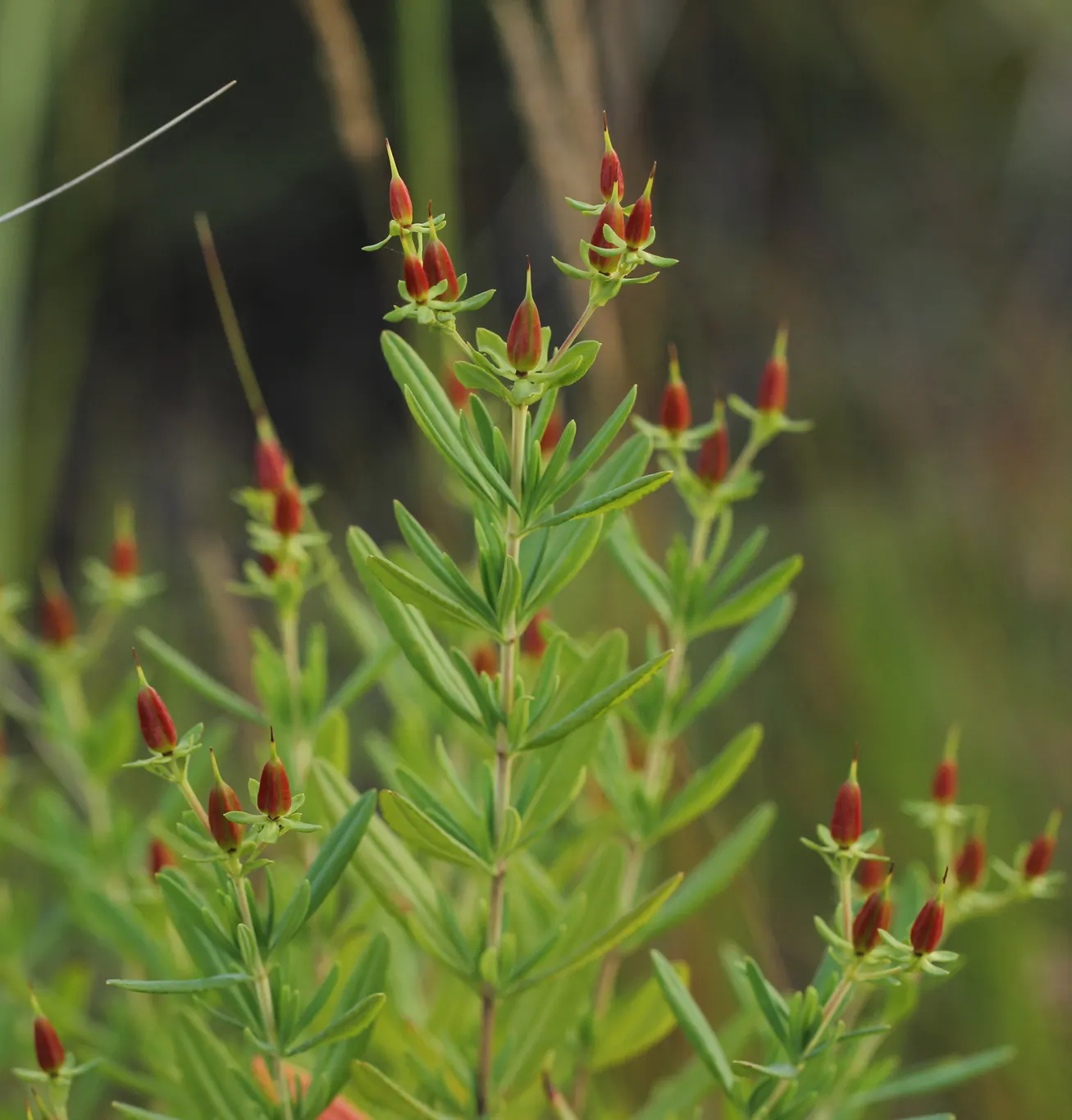 Kalm's St. John Wort (Hypericum Kalmianum) — John's Wort is adorned with a profusion of bright yellow flowers from mid to late summer