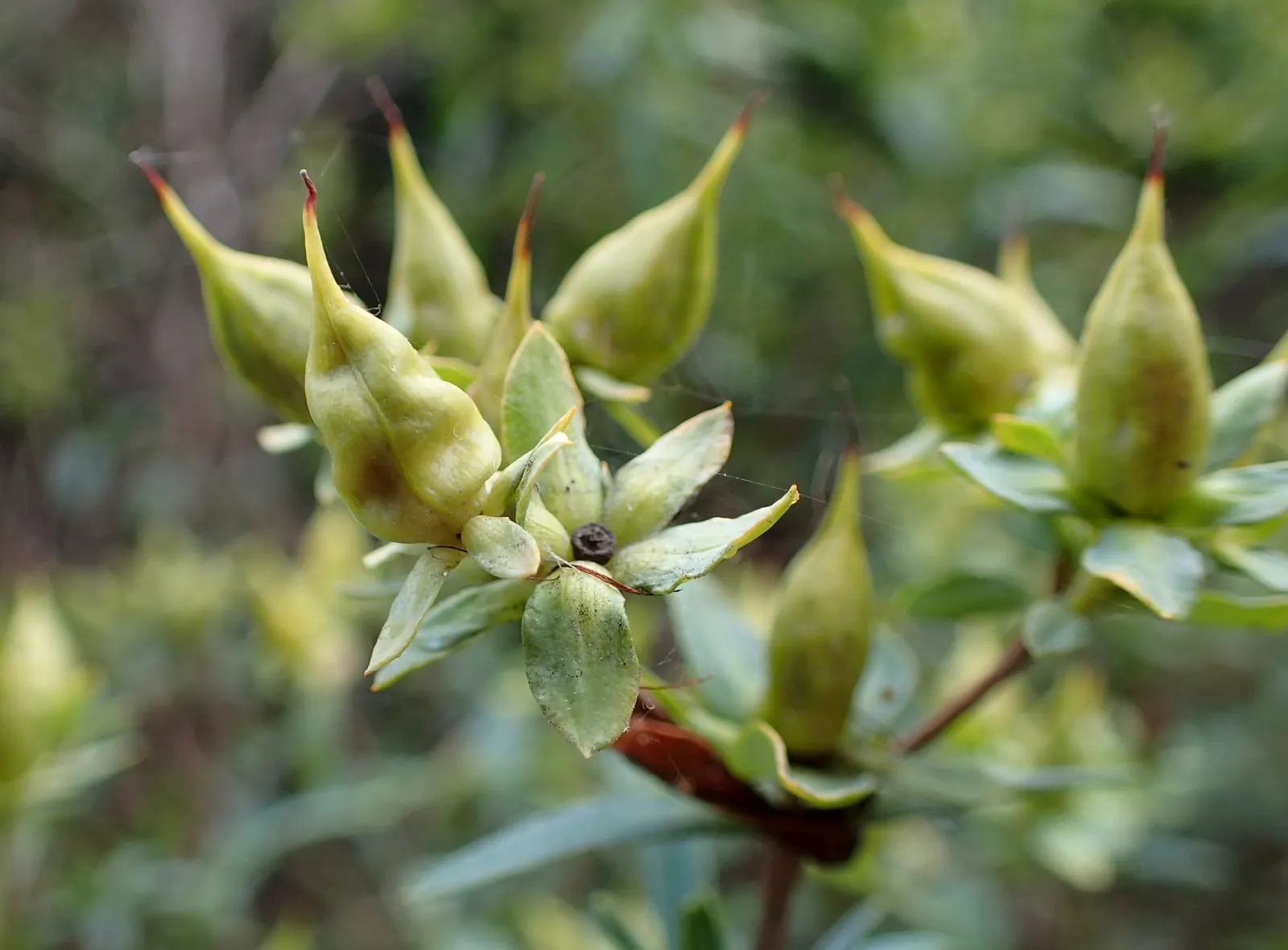 Kalm's St. John Wort (Hypericum Kalmianum) — showcases a burst of showy stamens