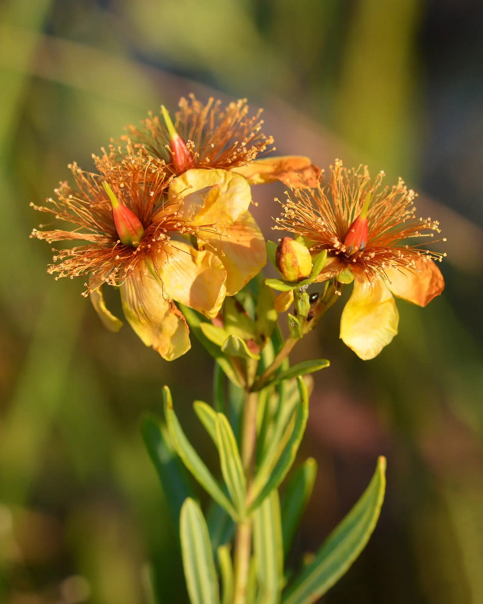 Kalm's St. John Wort (Hypericum Kalmianum) — John's Wort is adorned with a profusion of bright yellow flowers from mid to late summer; this hardy perennial