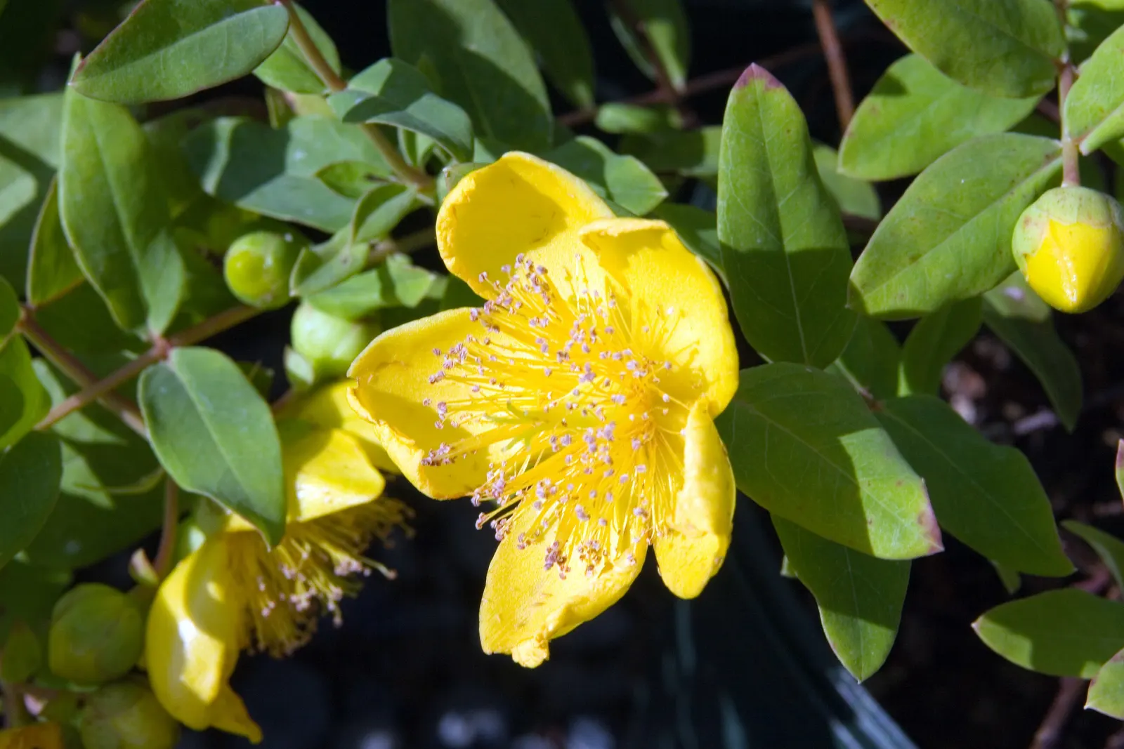 Kalm's St. John Wort (Hypericum Kalmianum) — It is hardy in USDA Zones 4 through 8, demonstrating excellent cold tolerance
