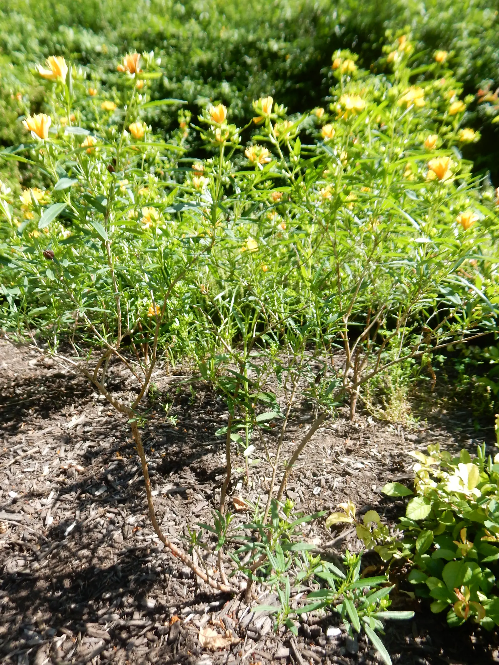 Kalm's St. John Wort (Hypericum Kalmianum) — measuring up to 1 inch across; making it an excellent choice for low hedges