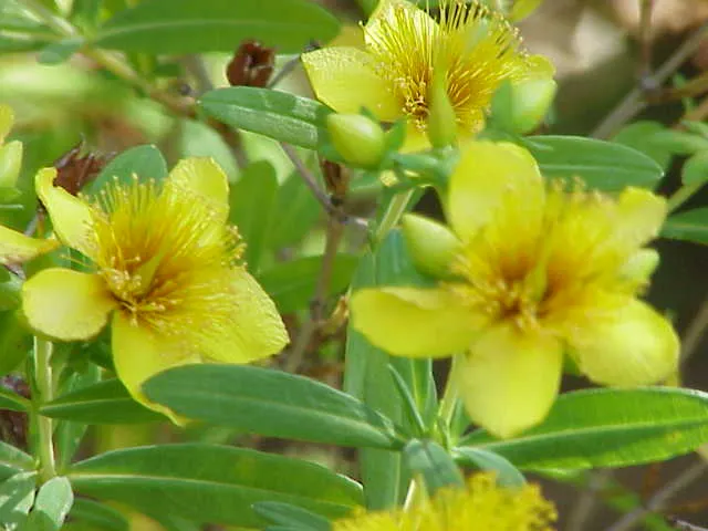Kalm's St. John Wort (Hypericum Kalmianum) — John's Wort, is a compact, dense shrub reaching 2-3 ft tall and wide; ideal for borders and mass plantings, it