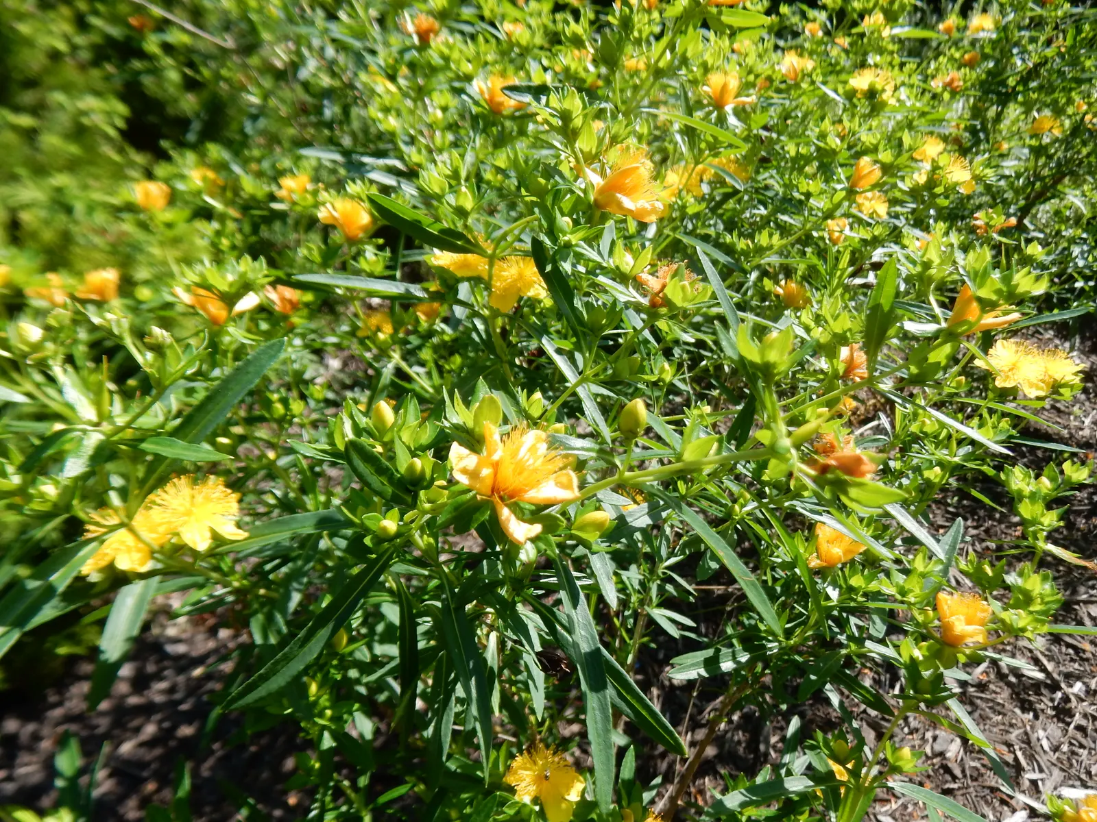 Kalm's St. John Wort (Hypericum Kalmianum) — Zone 4-8 hardiness ensures wide-ranging adaptability