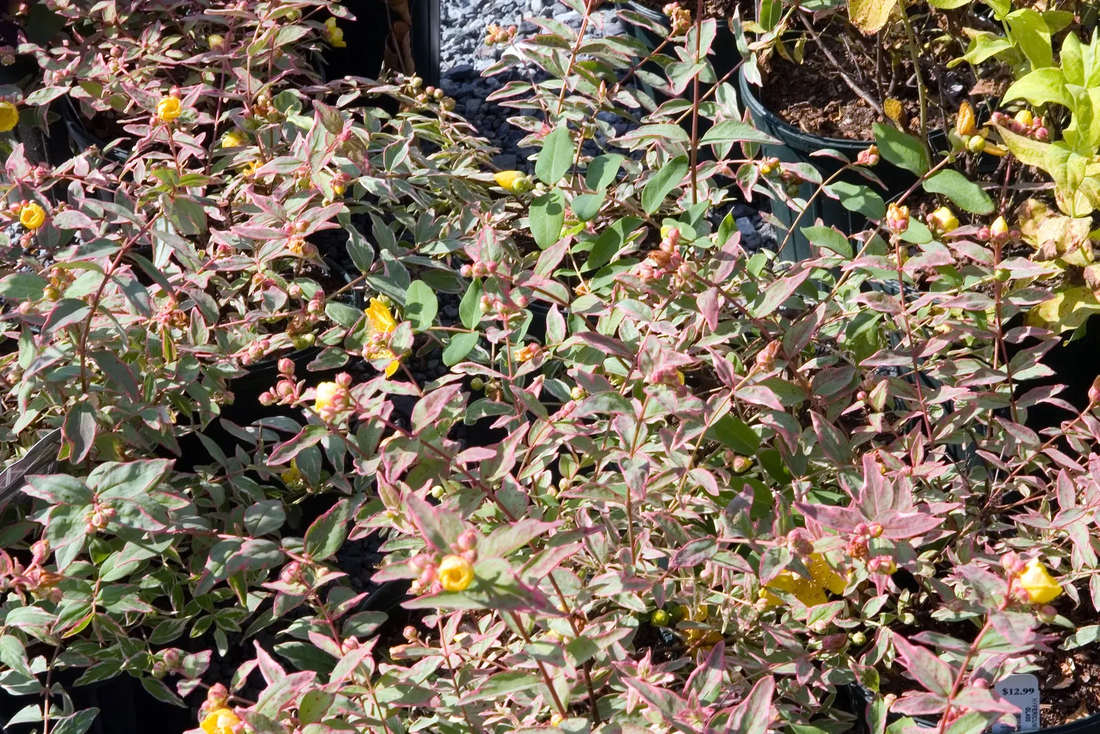 Kalm's St. John Wort (Hypericum Kalmianum) — yellow flowers in the garden
