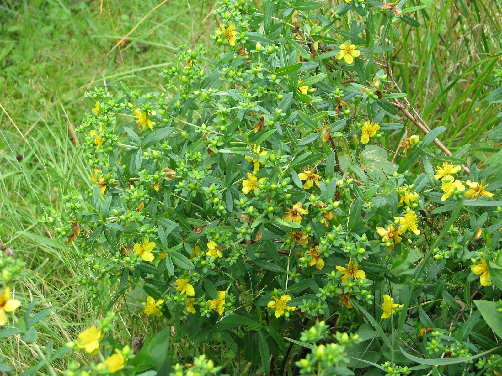Kalm's St. John Wort (Hypericum Kalmianum) — is a valuable North American native flowering shrub that adds exceptional beauty to landscape designs; yellow