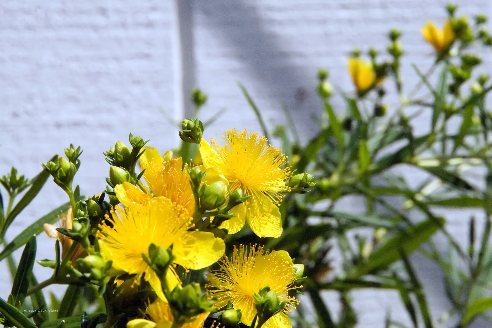 Kalm's St. John Wort (Hypericum Kalmianum) — including drought and pests