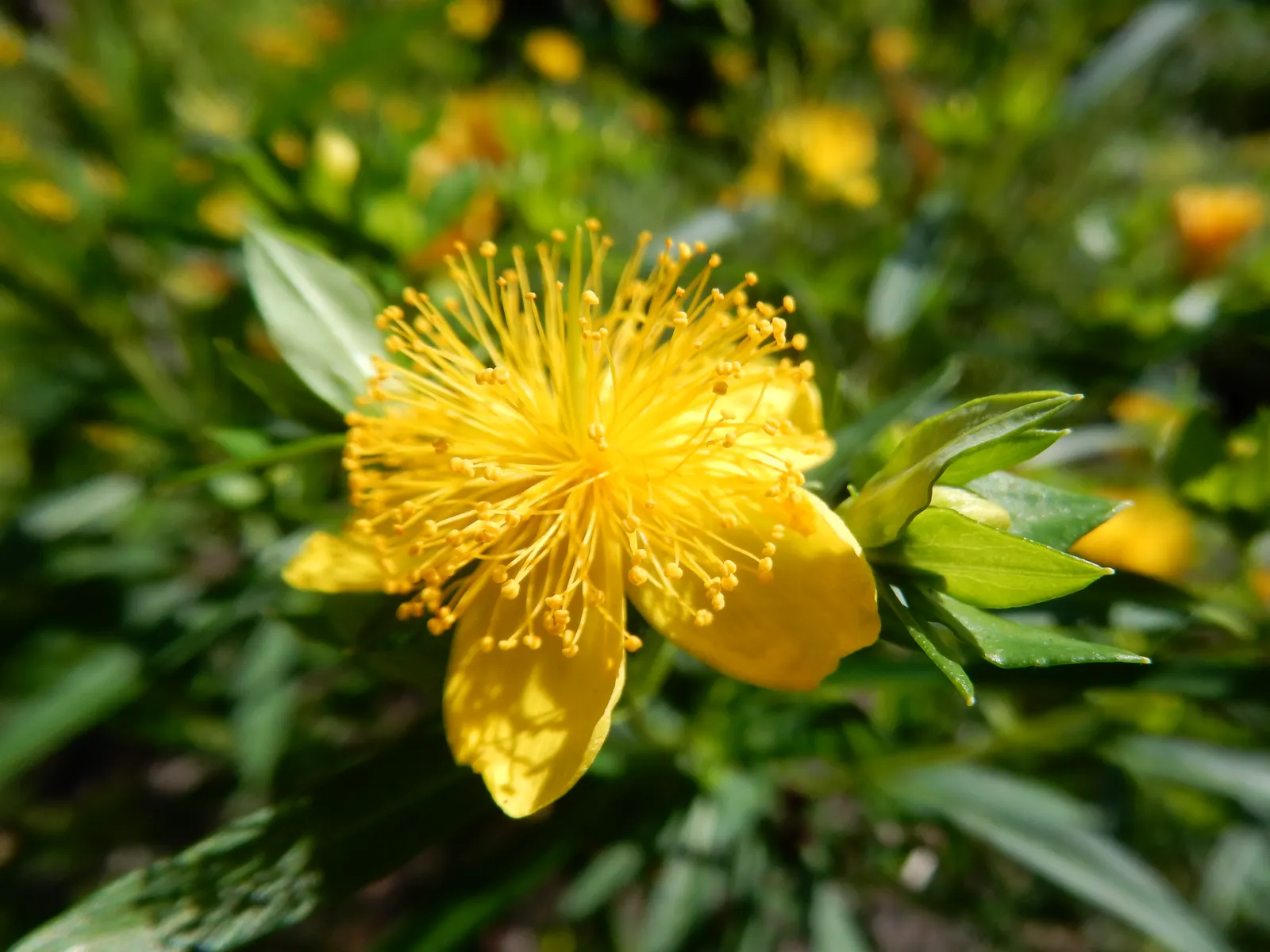 Kalm's St. John Wort (Hypericum Kalmianum) — Hypericum kalmianum prefers full sun to part shade and well-drained soil; showcases a burst of showy stamens