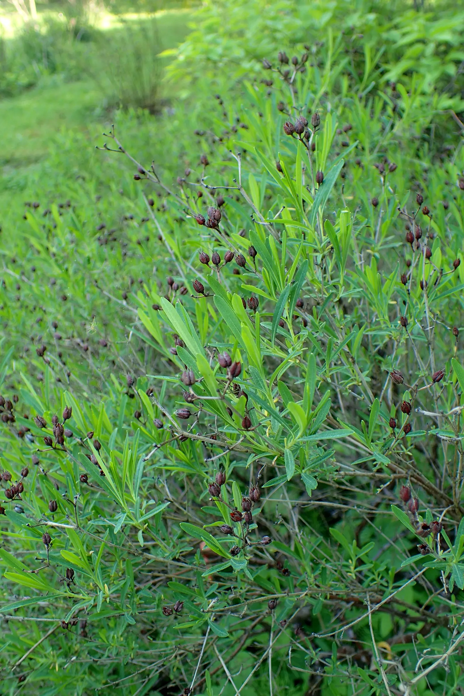 Kalm's St. John Wort (Hypericum Kalmianum) — Ideal for borders and mass plantings, it thrives in full sun to partial shade and well-drained soil