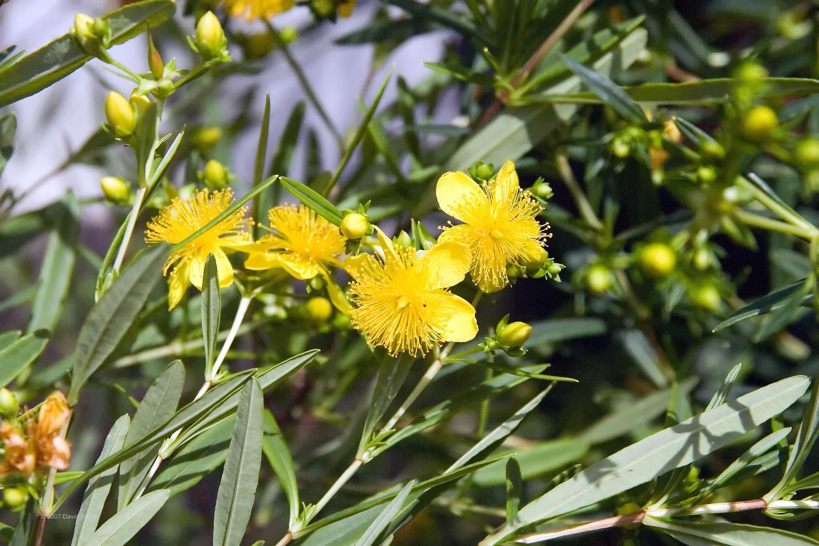 Kalm's St. John Wort (Hypericum Kalmianum) — The foliage of this deciduous shrub consists of narrow; hypericum kalmianum, commonly known as Kalm's St