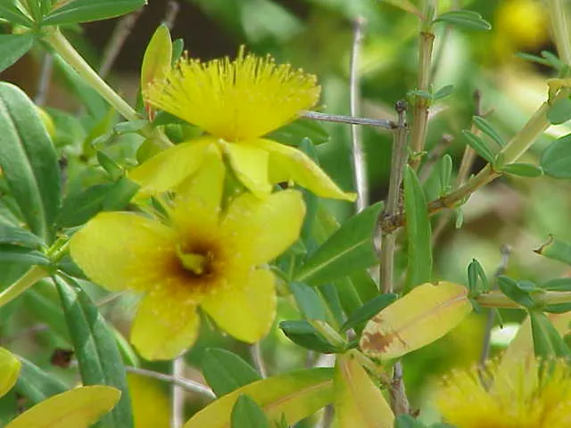 Kalm's St. John Wort (Hypericum Kalmianum) — This species typically reaches 2 to 3 feet in height with a similar spread; zone 4-8 hardiness ensures