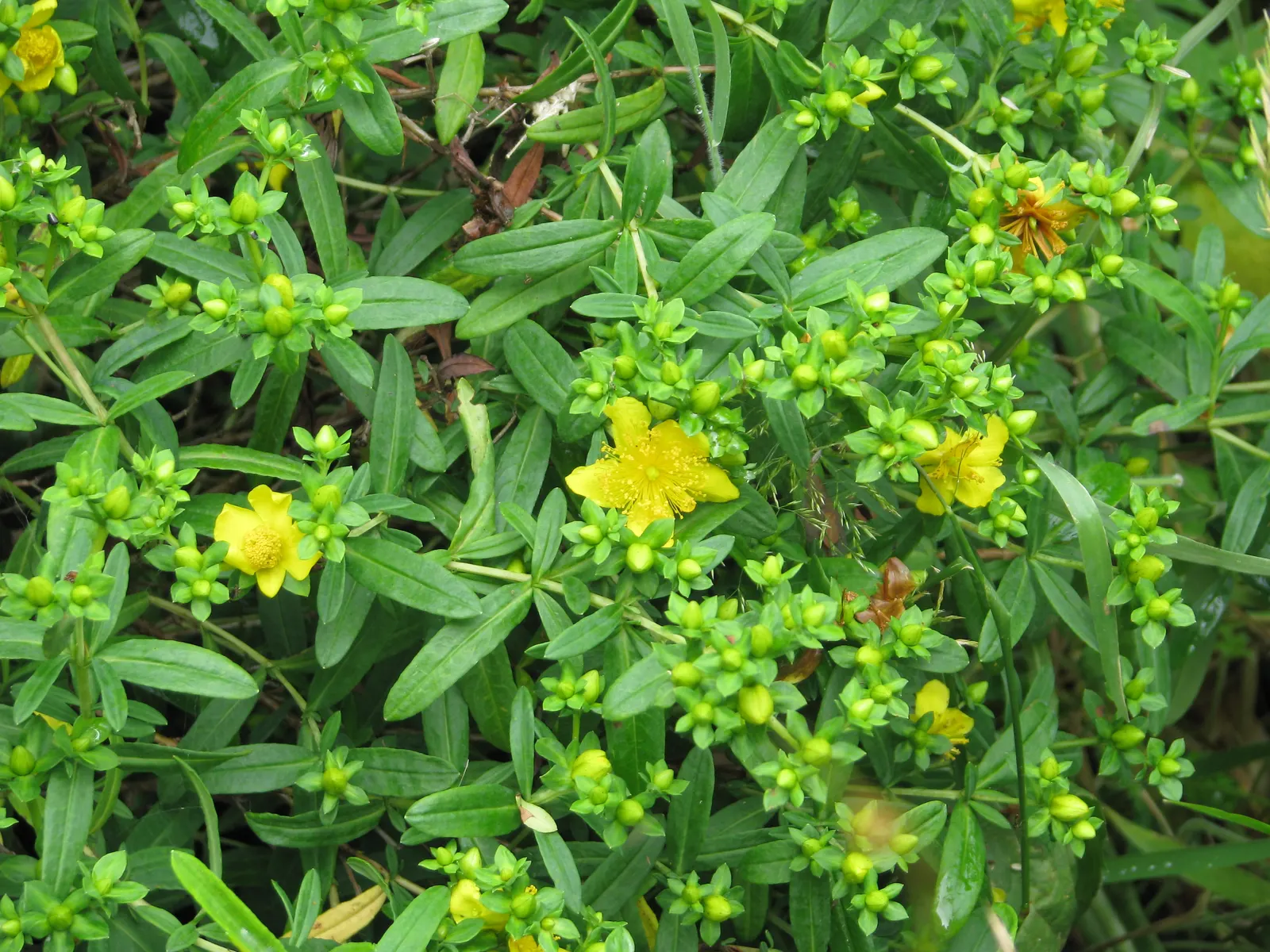 Kalm's St. John Wort (Hypericum Kalmianum) — This plant also exhibits resistance to a variety of undesirable conditions; its bluish-green foliage remains
