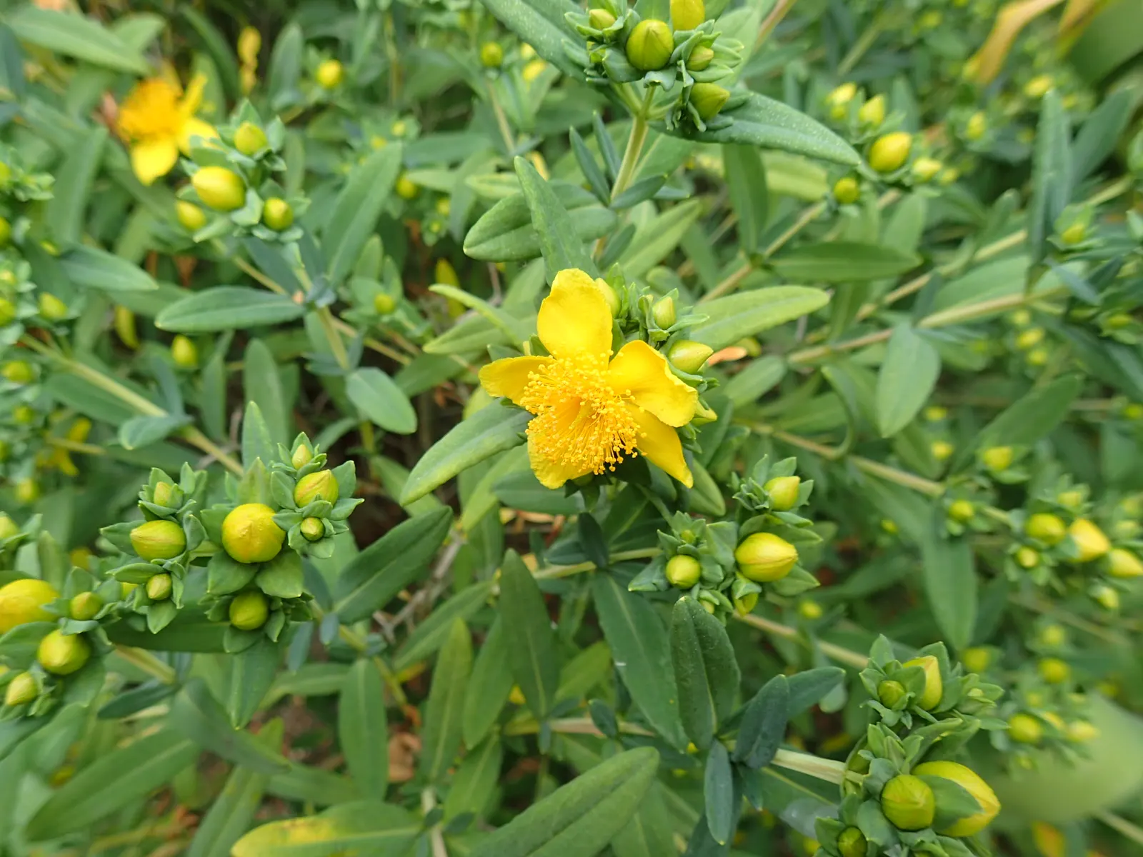 Kalm's St. John Wort (Hypericum Kalmianum) — or as part of a mixed perennial border.<br><br>Featuring a dense; including drought and pests