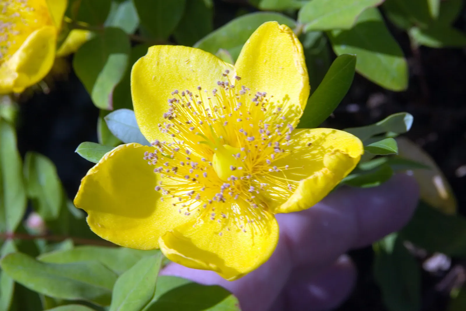 Kalm's St. John Wort (Hypericum Kalmianum) — making it a low-maintenance choice for the landscape.<br><br>When advising clients