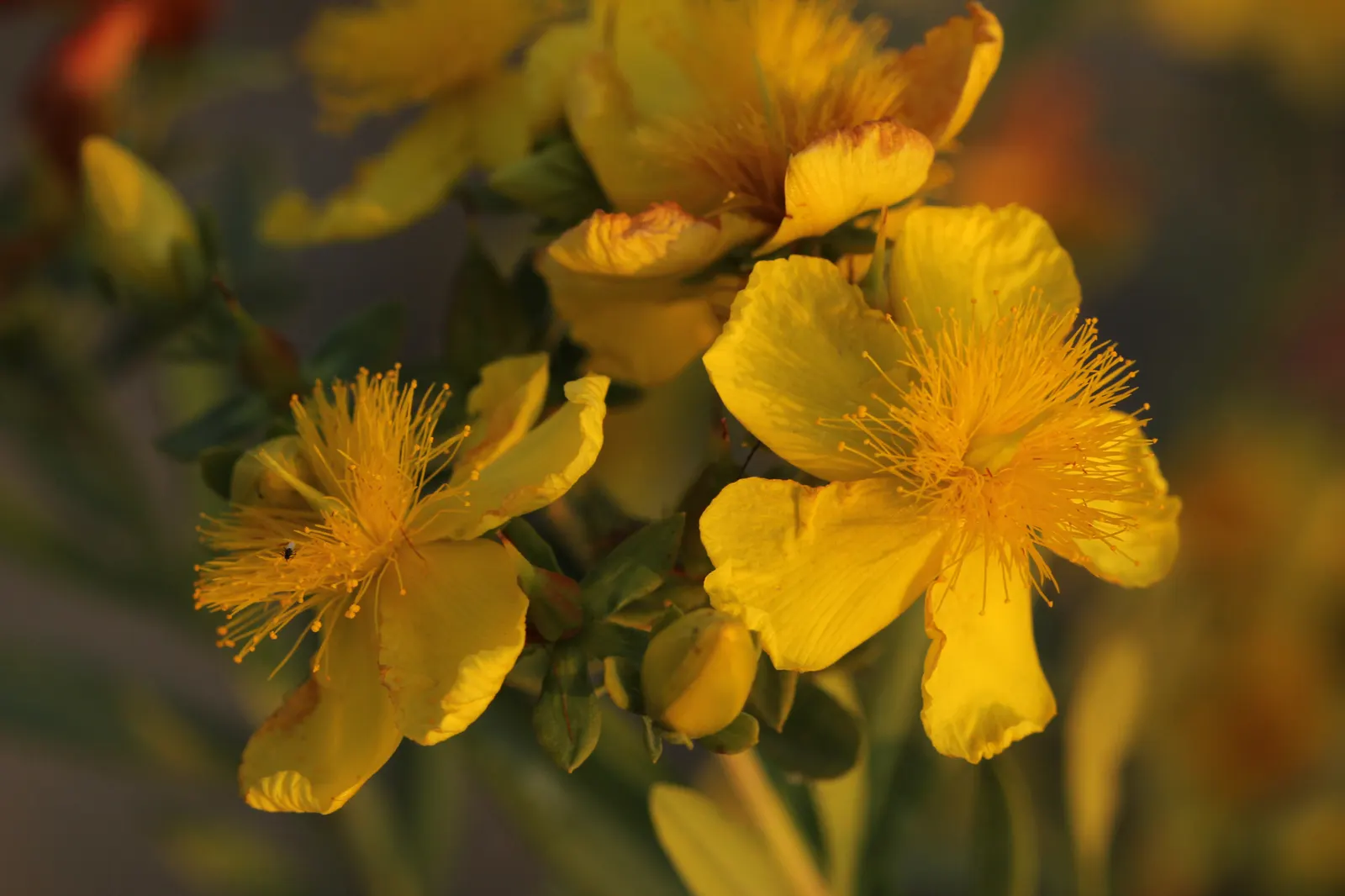 Kalm's St. John Wort (Hypericum Kalmianum) — This hardy perennial features showy, bright yellow flowers in summer, each with a burst of prominent, image 26
