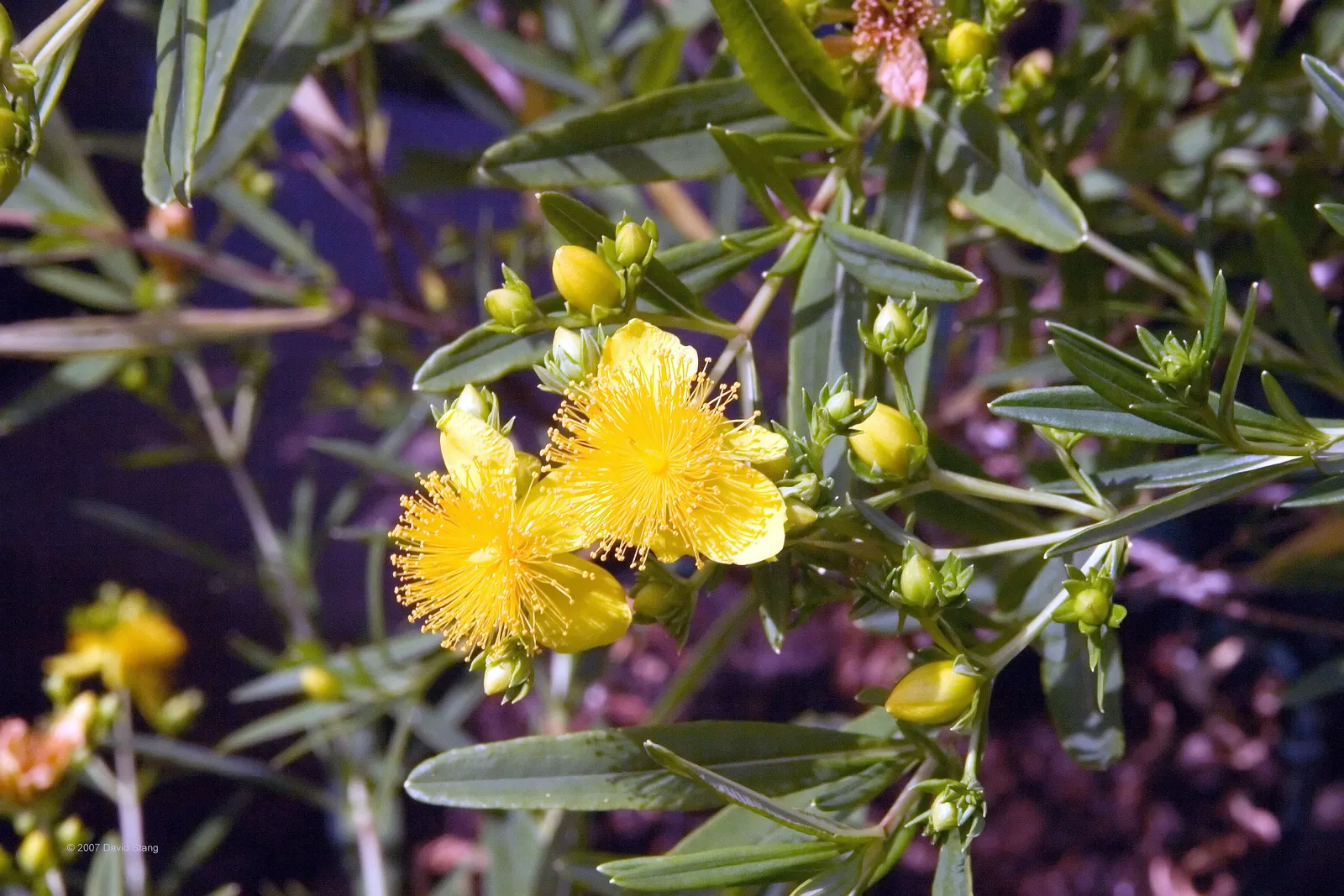 Kalm's St. John Wort (Hypericum Kalmianum) — The foliage of this deciduous shrub consists of narrow