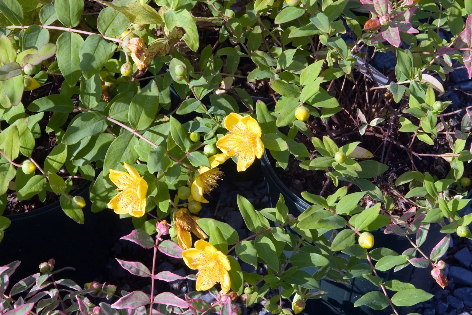 Kalm's St. John Wort (Hypericum Kalmianum) — This hardy perennial features showy, bright yellow flowers in summer, each with a burst of prominent stamens