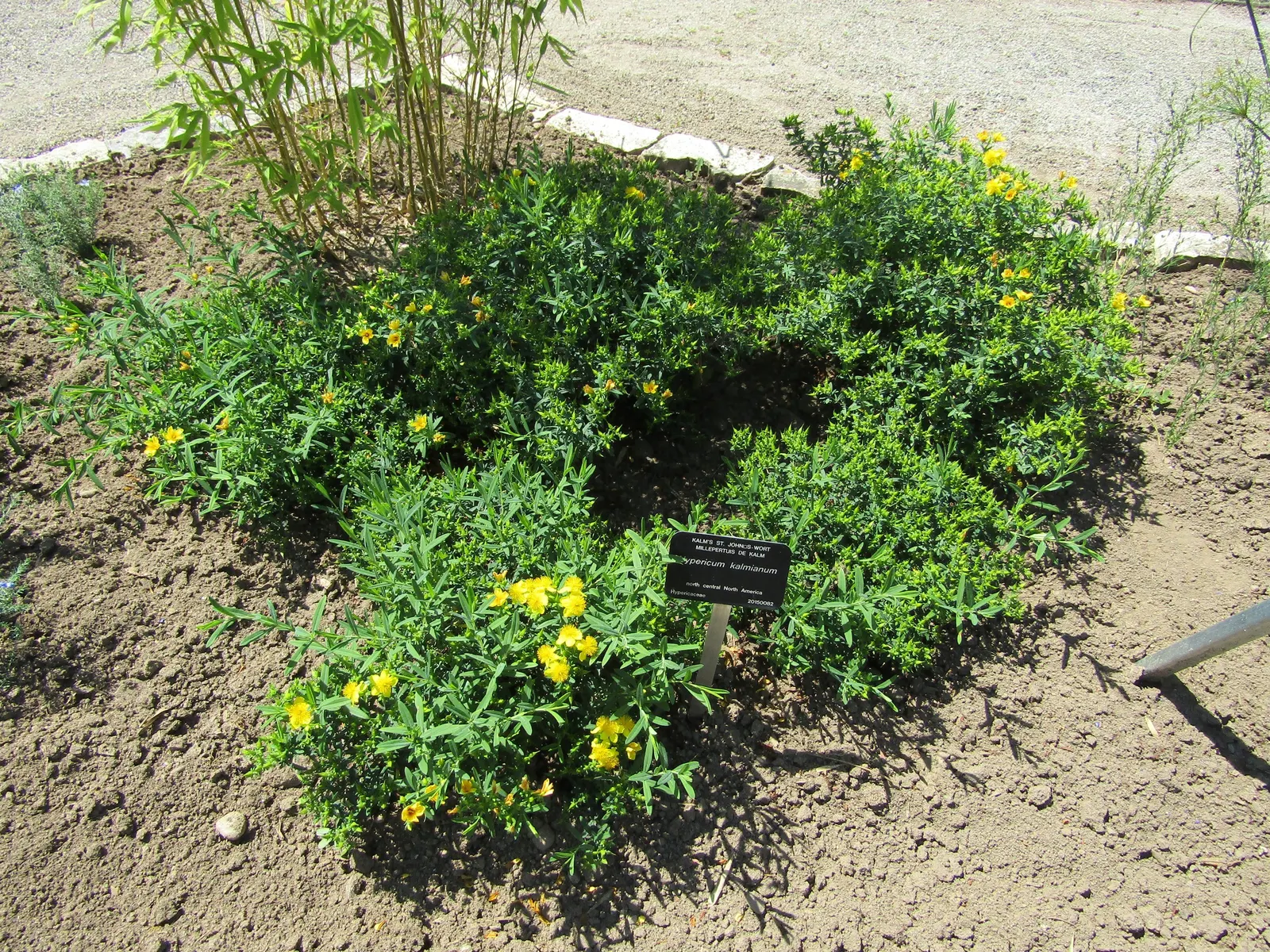 Kalm's St. John Wort (Hypericum Kalmianum) — This species typically reaches 2 to 3 feet in height with a similar spread