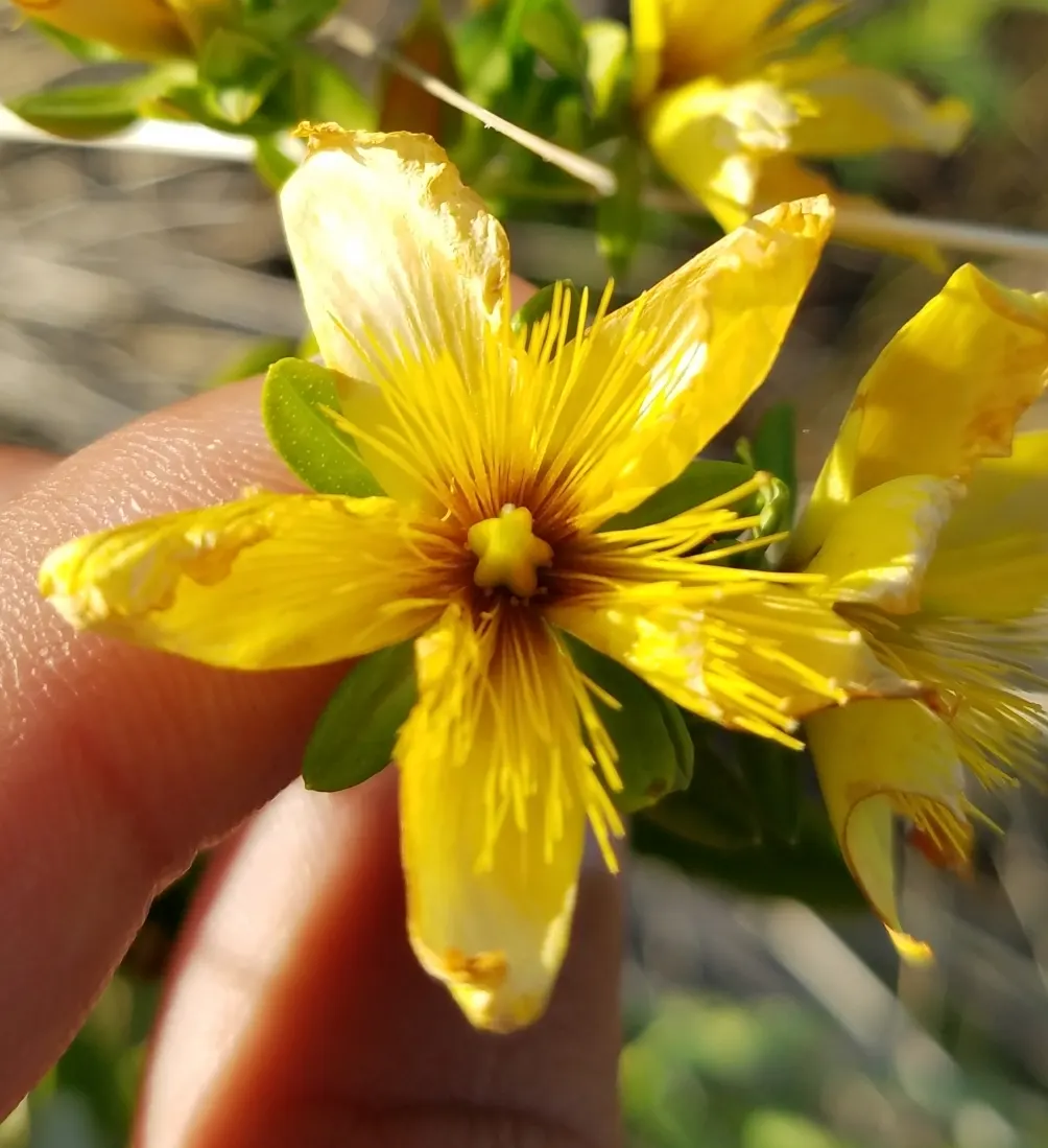 Kalm's St. John Wort (Hypericum Kalmianum) — broadleaf evergreen / shrub with yellow blooms