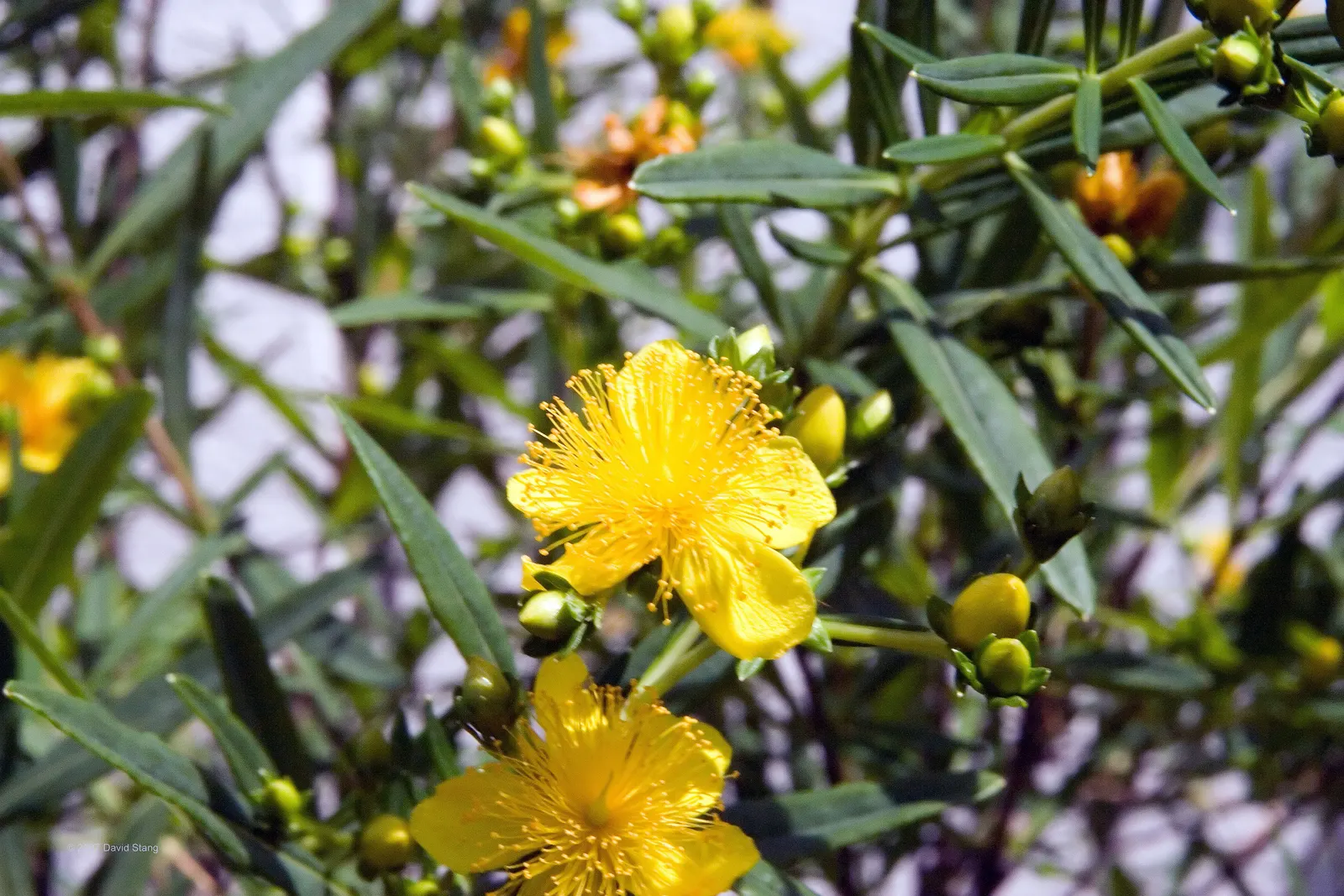 Kalm's St. John Wort (Hypericum Kalmianum) — It is hardy in USDA Zones 4 through 8, demonstrating excellent cold tolerance; making it a low-maintenance choice