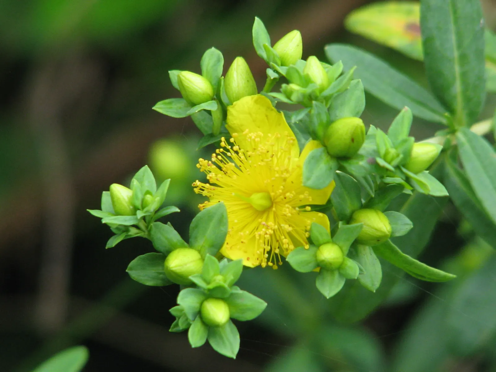 Kalm's St. John Wort (Hypericum Kalmianum) — which draw in pollinators such as bees and butterflies to the garden; broadleaf evergreen / shrub with yellow