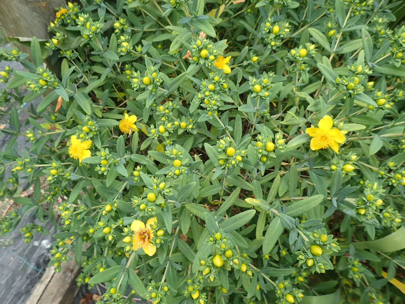 Kalm's St. John Wort (Hypericum Kalmianum) — measuring up to 1 inch across