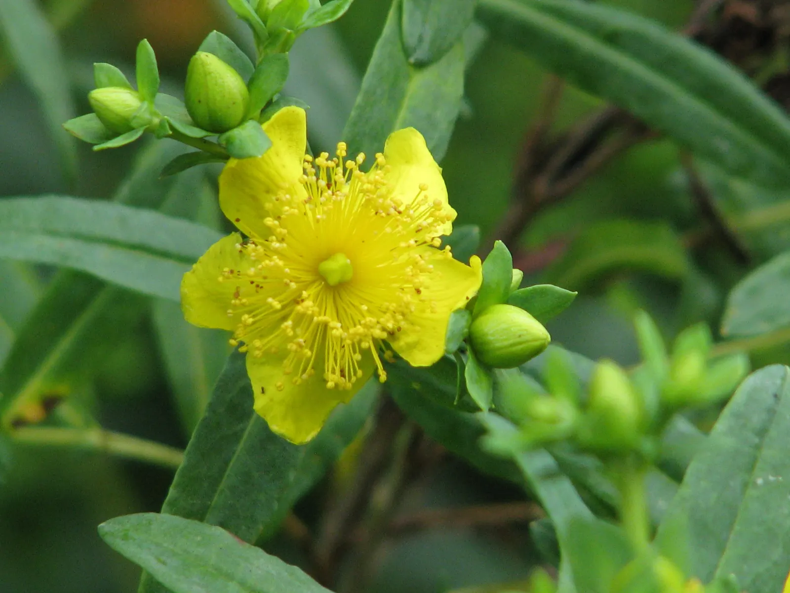 Kalm's St. John Wort (Hypericum Kalmianum) — Hypericum kalmianum, commonly known as Kalm's St; the foliage of this deciduous shrub consists of narrow