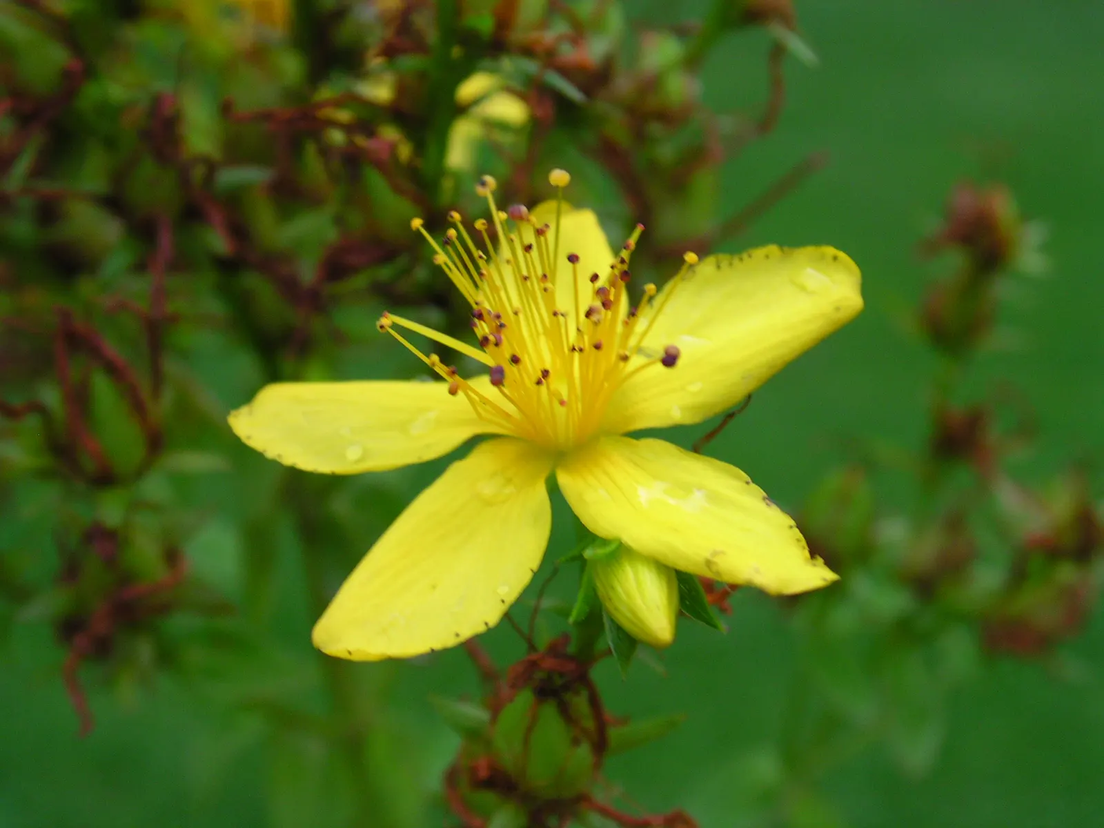 Kalm's St. John Wort (Hypericum Kalmianum) — broadleaf evergreen / shrub for full or half or shade