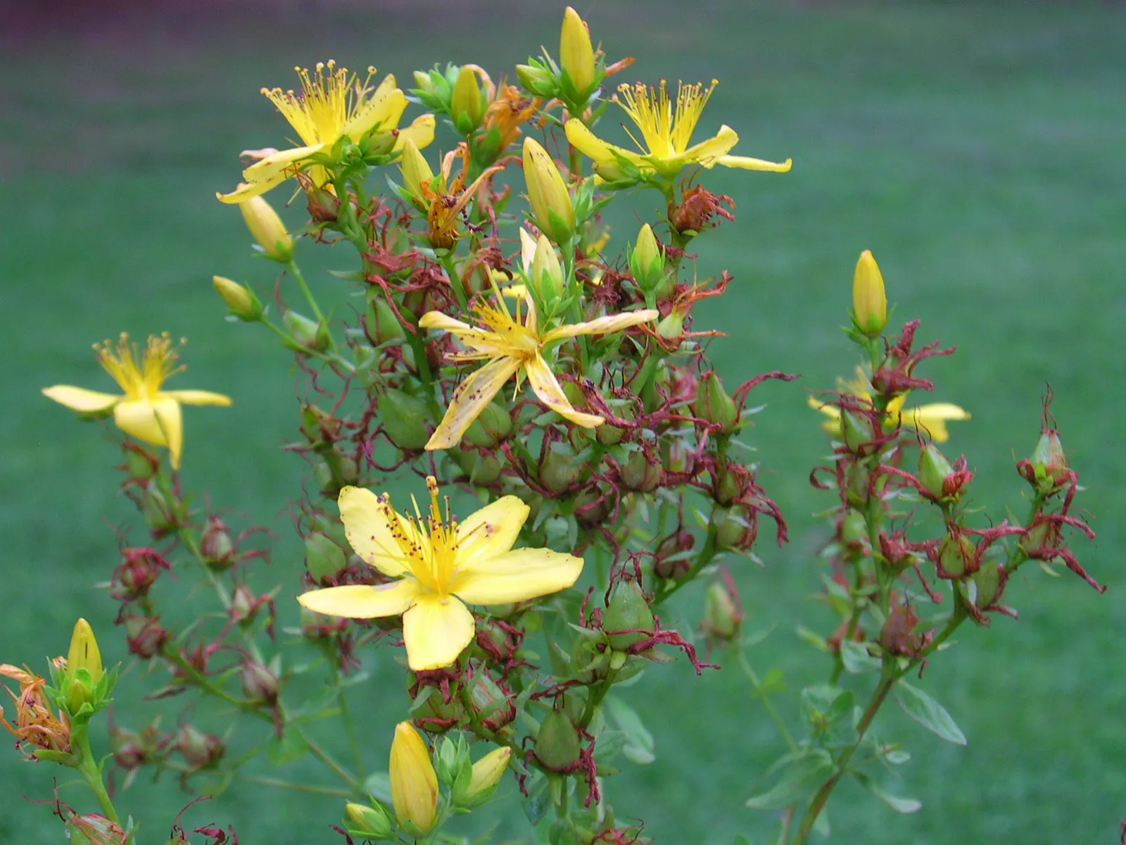Kalm's St. John Wort (Hypericum Kalmianum) — Its bluish-green foliage remains attractive throughout the growing season; this plant also exhibits resistance to