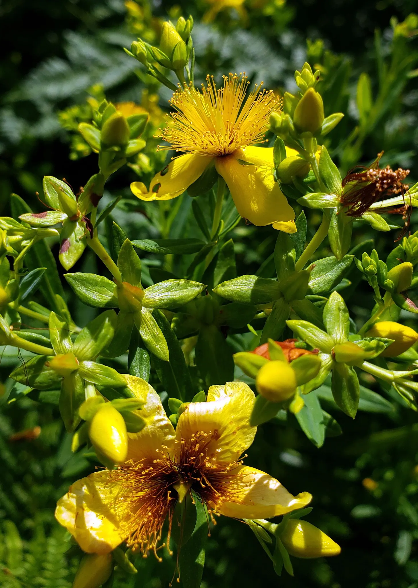 Kalm's St. John Wort (Hypericum Kalmianum) — which draw in pollinators such as bees and butterflies to the garden