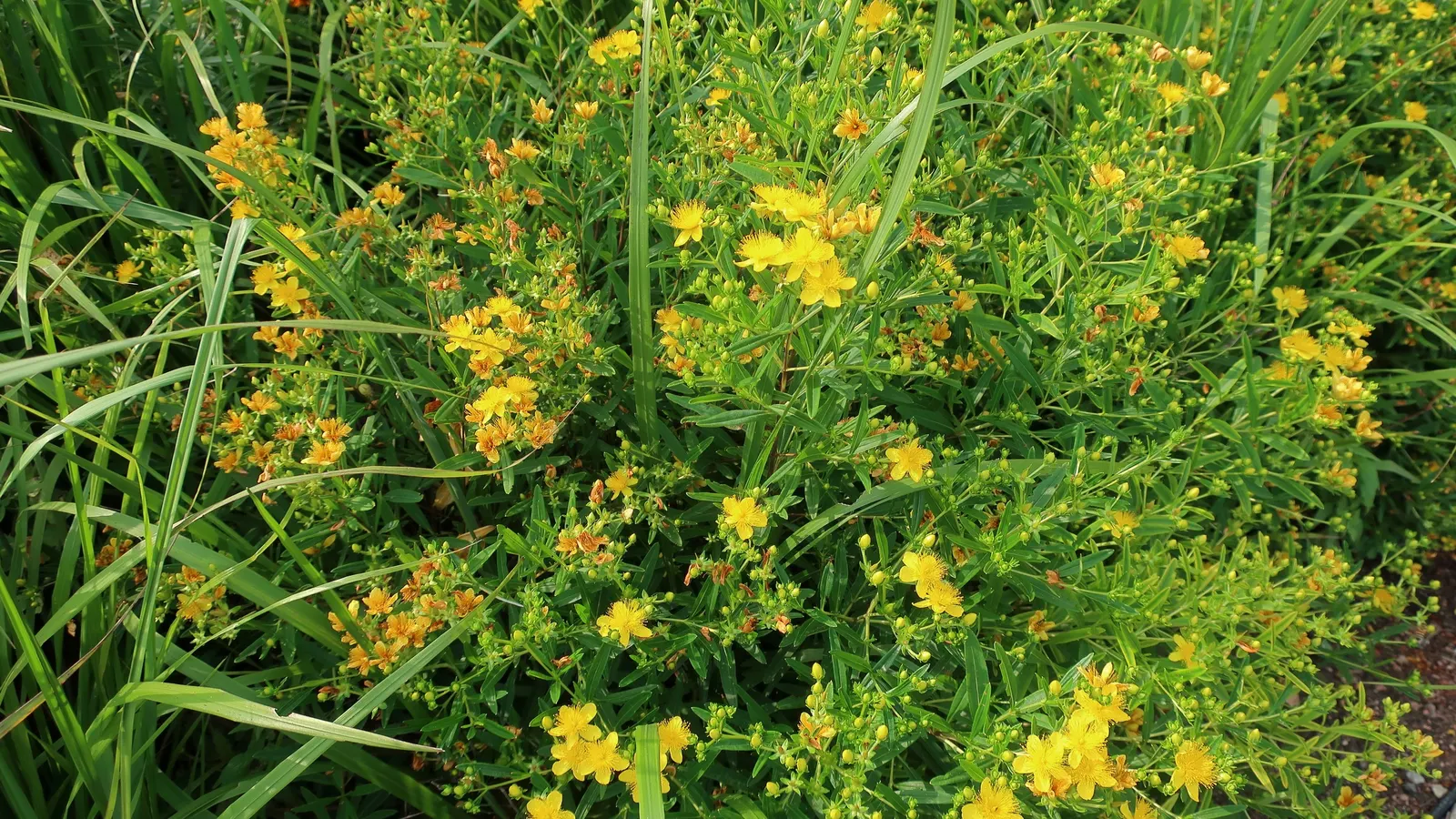 Kalm's St. John Wort (Hypericum Kalmianum) — making it an excellent choice for low hedges; measuring up to 1 inch across