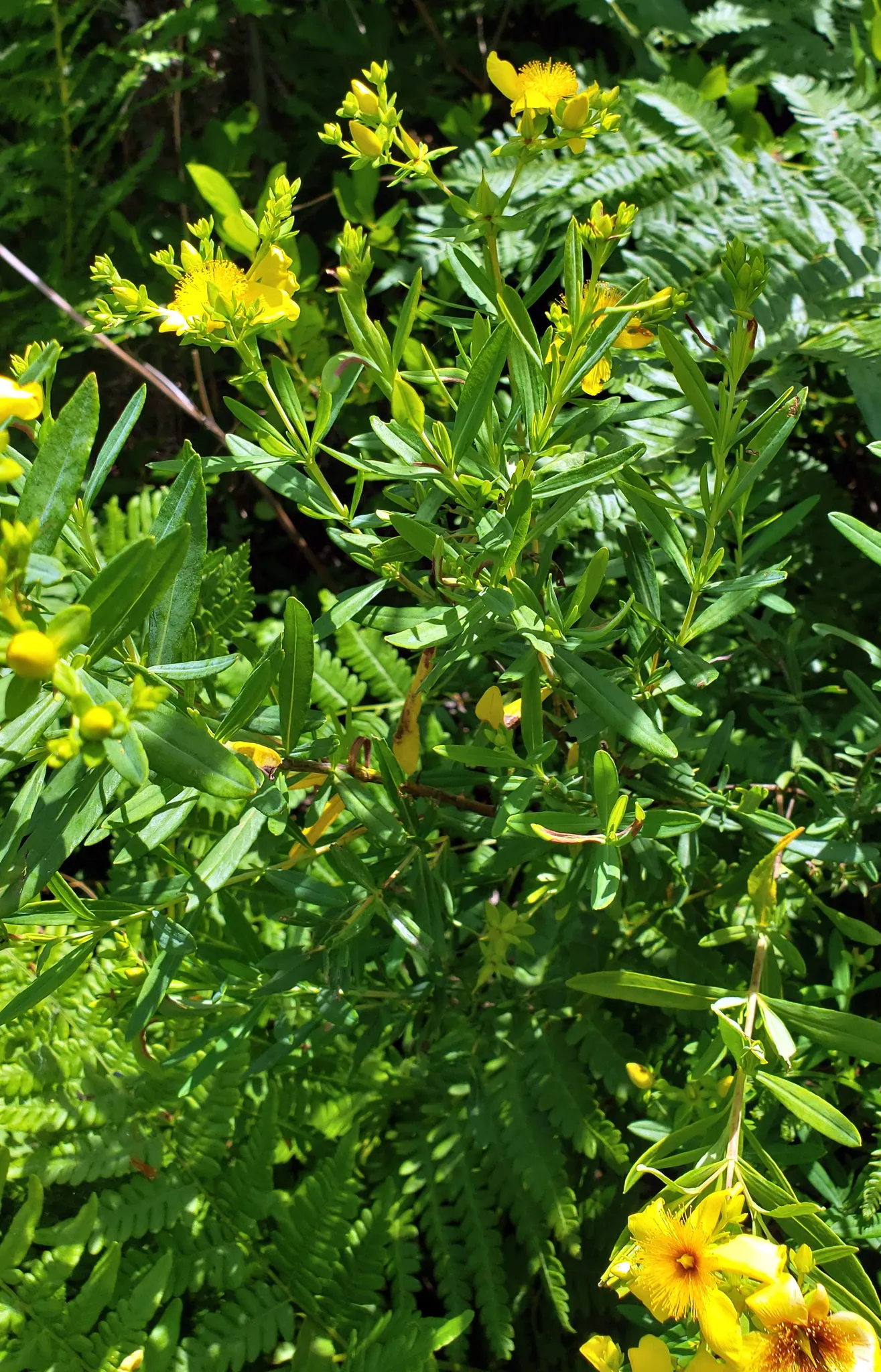 Kalm's St. John Wort (Hypericum Kalmianum) — or as part of a mixed perennial border.<br><br>Featuring a dense