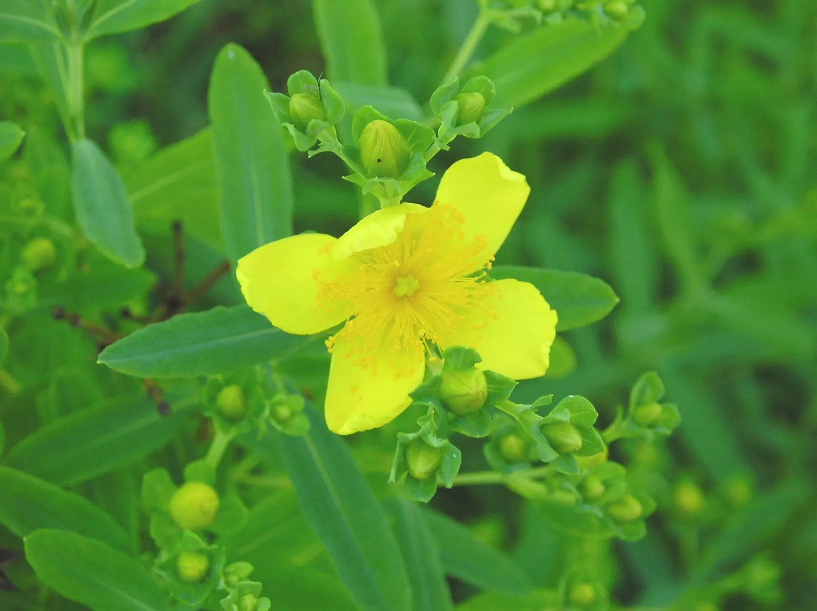 Kalm's St. John Wort (Hypericum Kalmianum) — John's Wort can serve as a charming standalone specimen or be grouped for greater impact