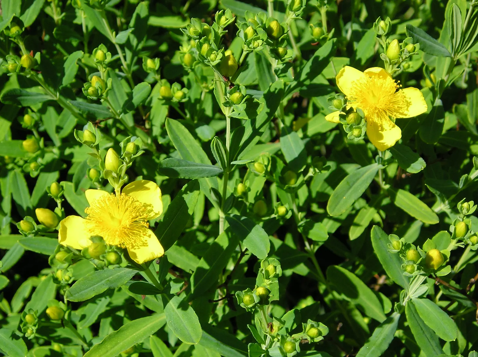 Kalm's St. John Wort (Hypericum Kalmianum) — This plant also exhibits resistance to a variety of undesirable conditions