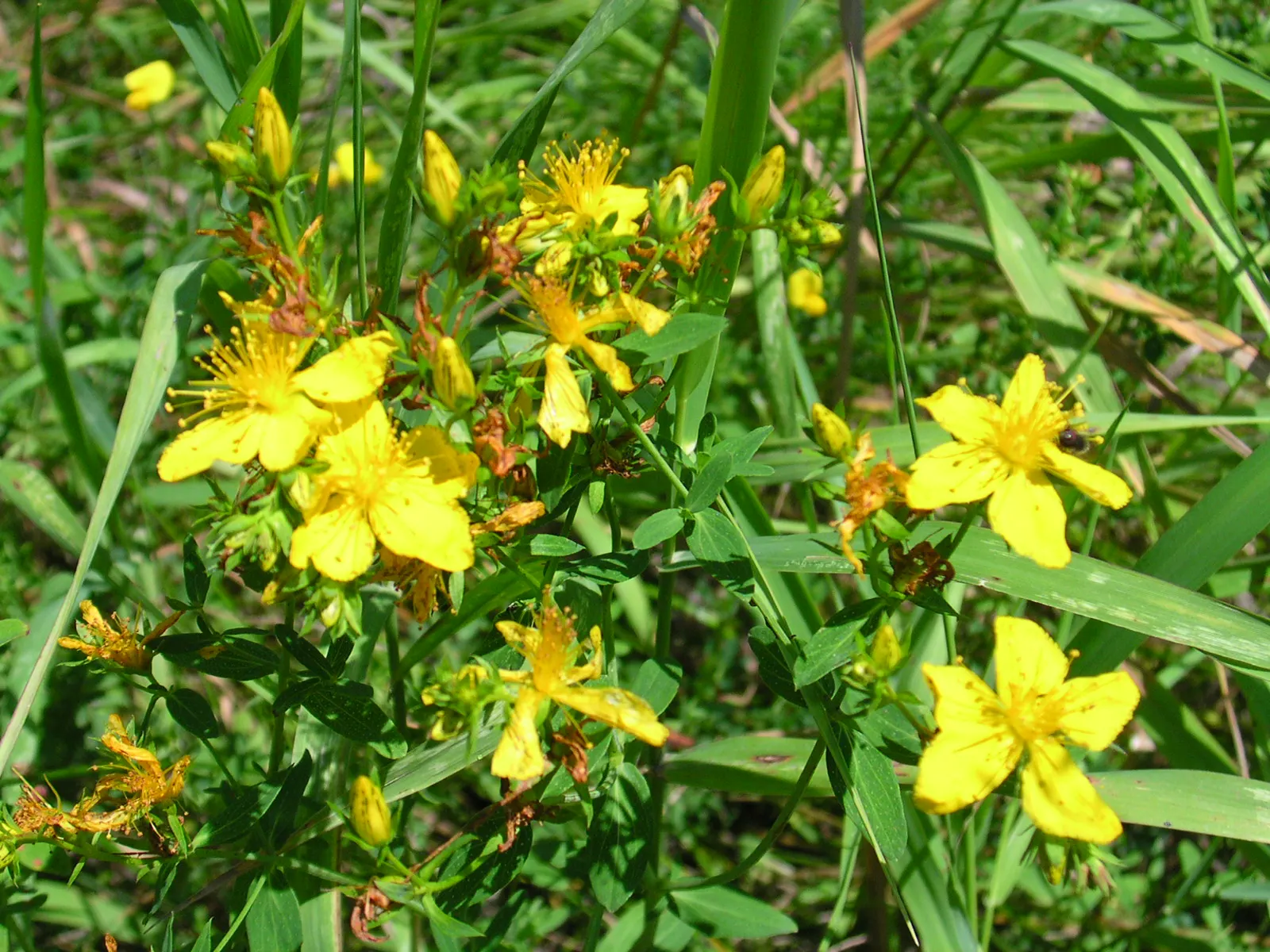 Kalm's St. John Wort (Hypericum Kalmianum) — Zone 4-8 hardiness ensures wide-ranging adaptability; this species typically reaches 2 to 3 feet in height with a