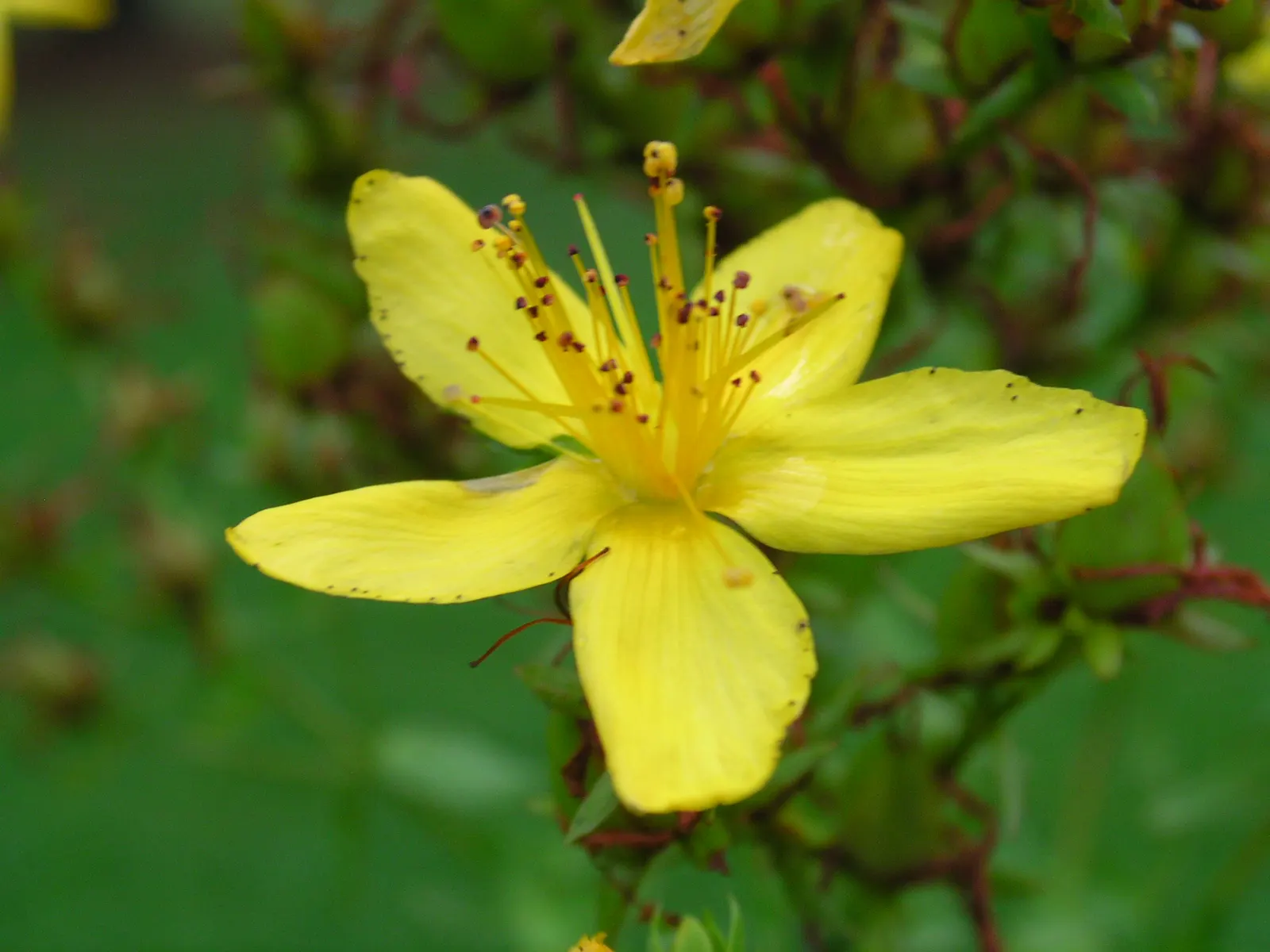 Kalm's St. John Wort (Hypericum Kalmianum) — Its bluish-green foliage remains attractive throughout the growing season
