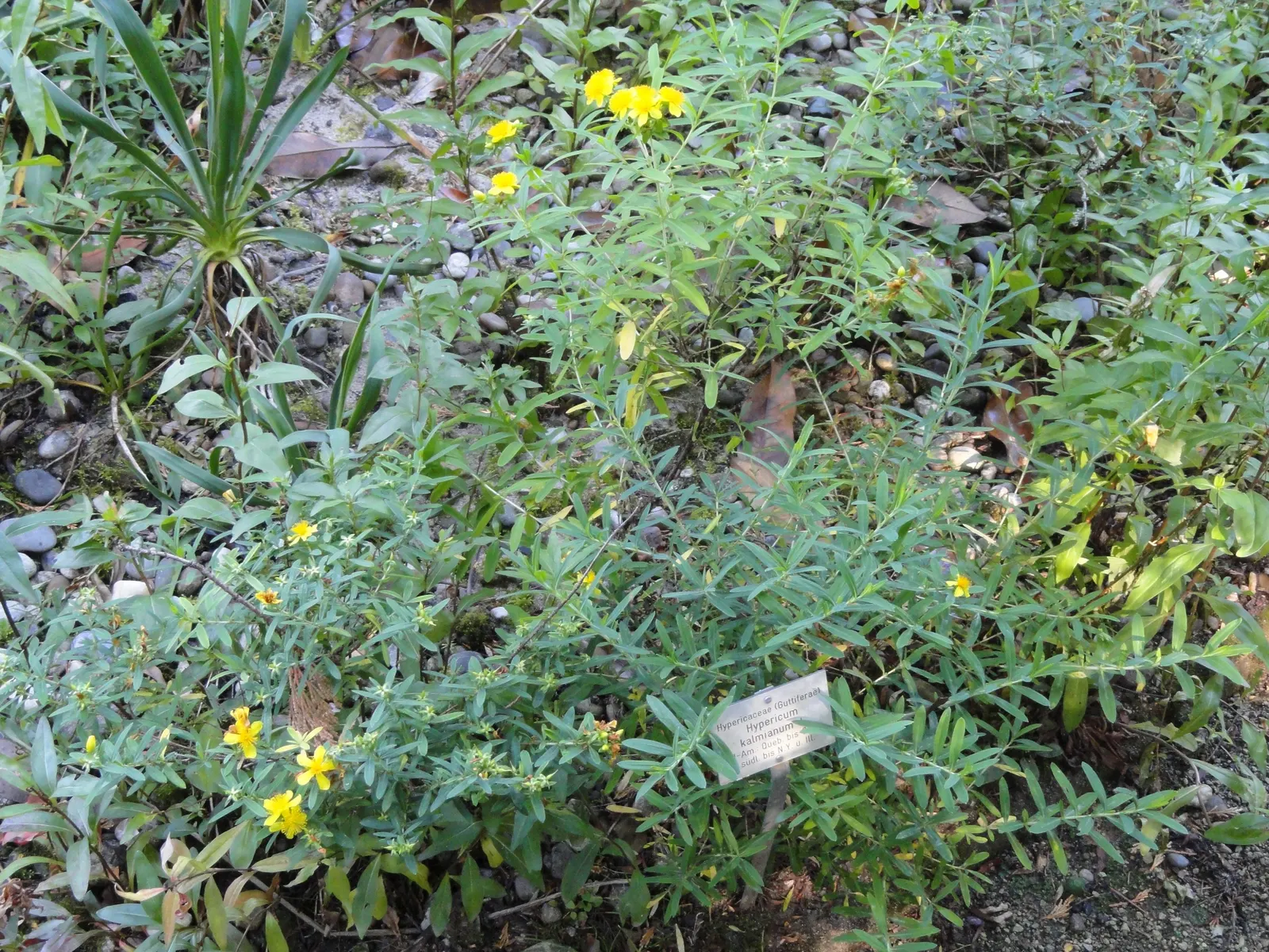 Kalm's St. John Wort (Hypericum Kalmianum) — is a valuable North American native flowering shrub that adds exceptional beauty to landscape designs