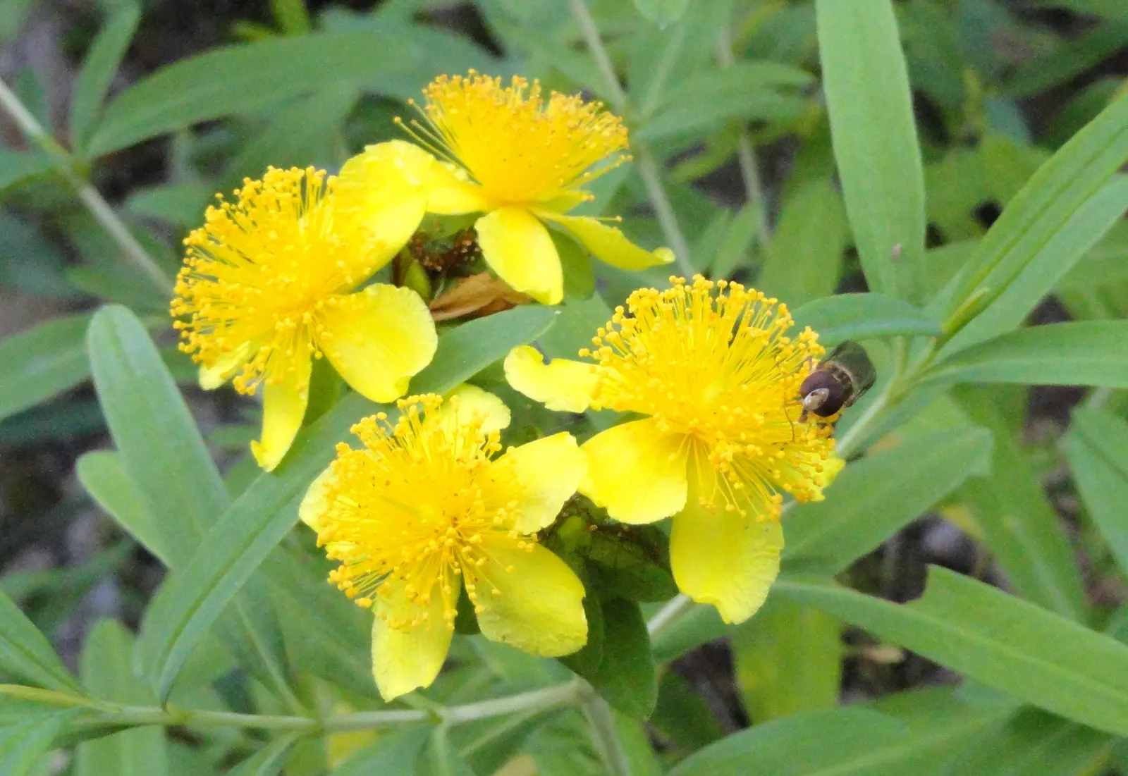 Kalm's St. John Wort (Hypericum Kalmianum) — John's Wort, is a compact, dense shrub reaching 2-3 ft tall and wide