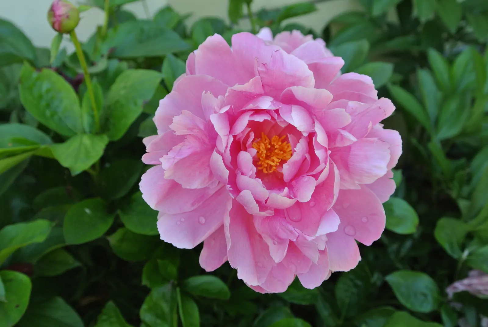 Nick Shaylor Peony (Paeonia 'Nick Shaylor') — Paeonia 'Nick Shaylor' is an exquisite herbaceous perennial boasting double