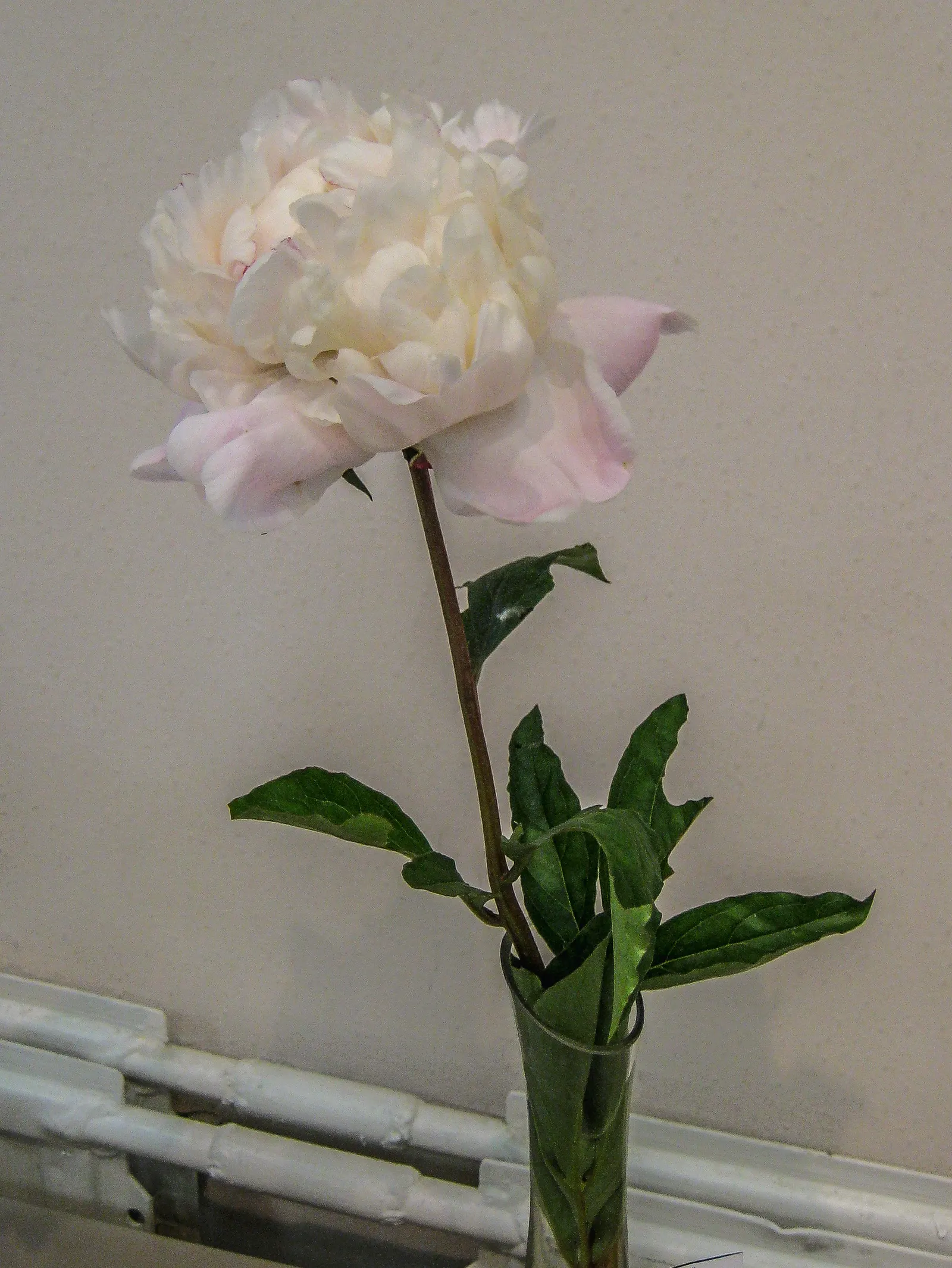 Nick Shaylor Peony (Paeonia 'Nick Shaylor') — blush to soft pink blooms up to 8 inches wide