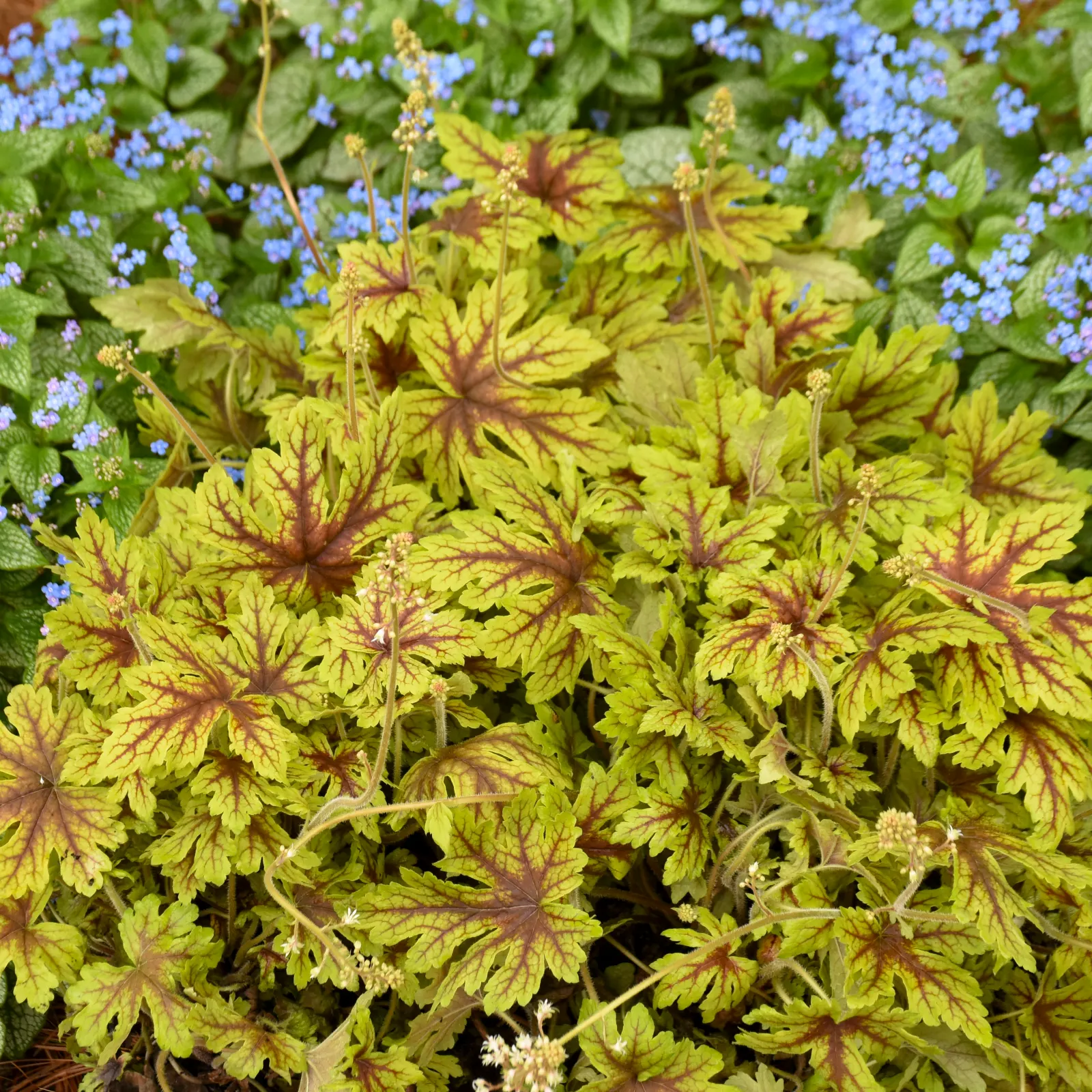 'Capture the Flag' Foamy Bells (Heucherella hybrid) — It grows 8-10 inches tall and spreads 16-18 inches wide