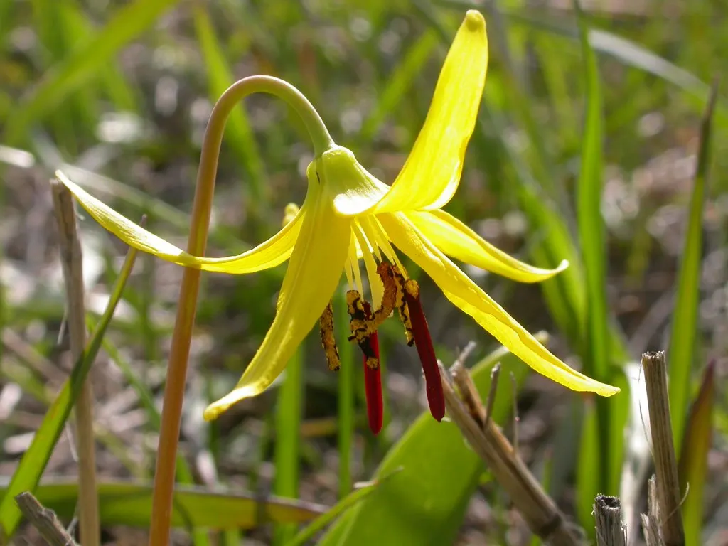 Glacier Lily (Erythronium Grandiflorum) — Flowers emerge in spring, reaching 8-20 inches in height, and thrive in well-drained, moist woodland, image 50