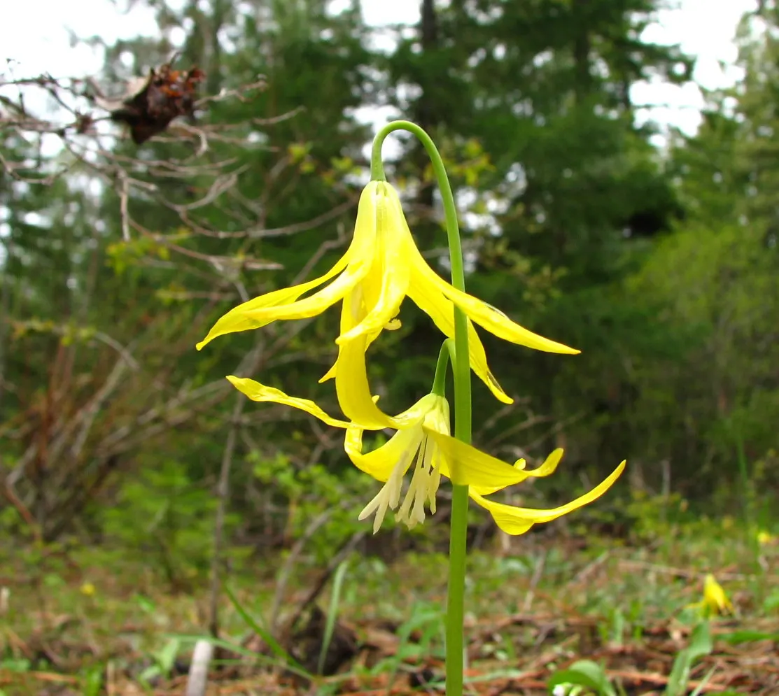 Glacier Lily (Erythronium Grandiflorum) — the Glacier Lily prefers moist