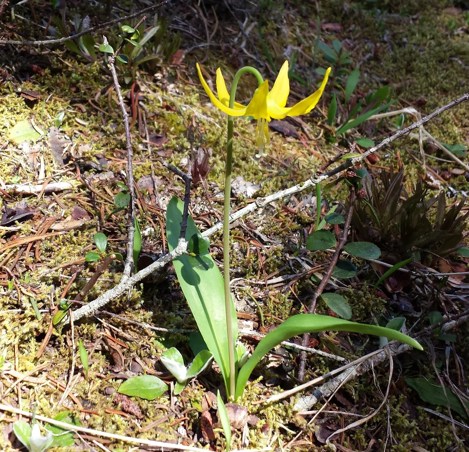 Glacier Lily (Erythronium Grandiflorum) — Consider planting in groups for visual impact