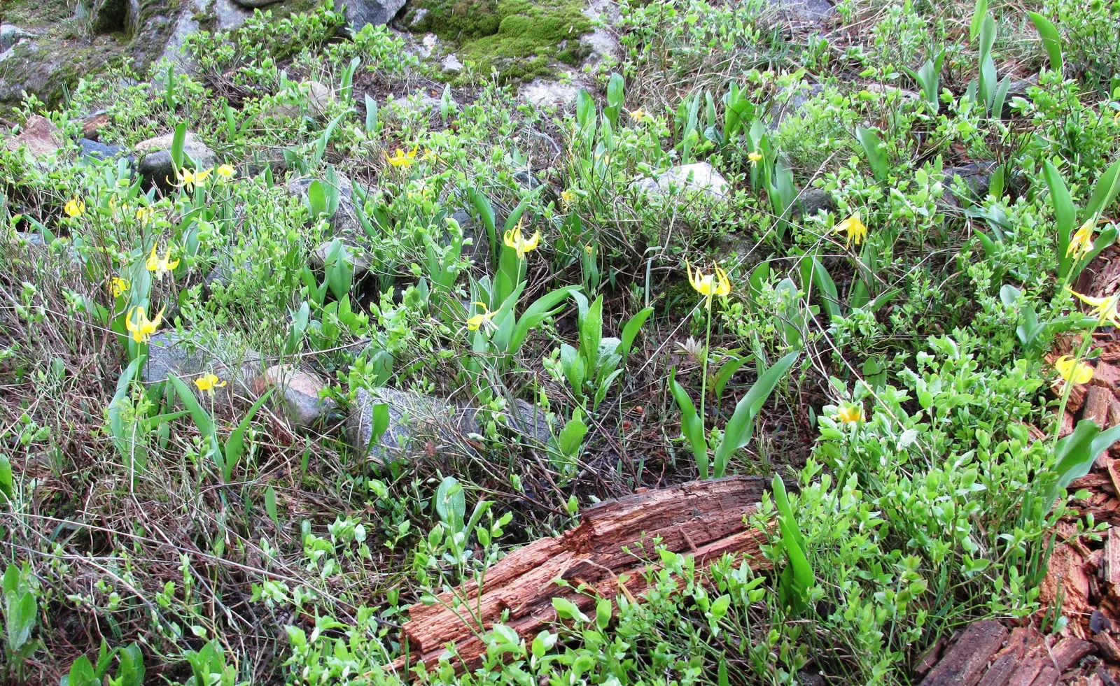 Glacier Lily (Erythronium Grandiflorum) — A partly shaded location mimics its native environment, though it can tolerate full sun in cooler climates; blooming
