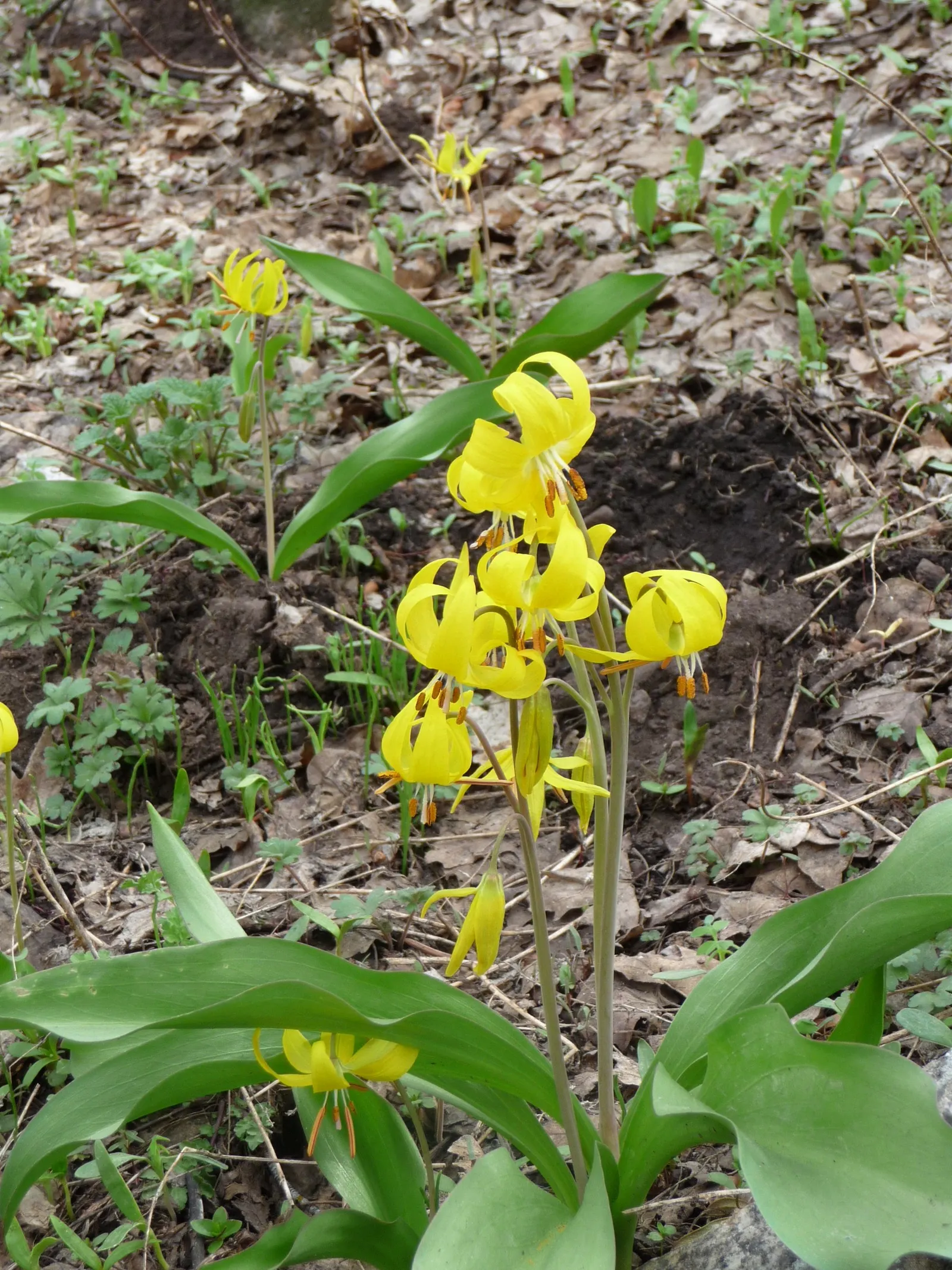 Glacier Lily (Erythronium Grandiflorum) — requiring only occasional watering during extended dry periods; bulb for full or half or shade, image 69