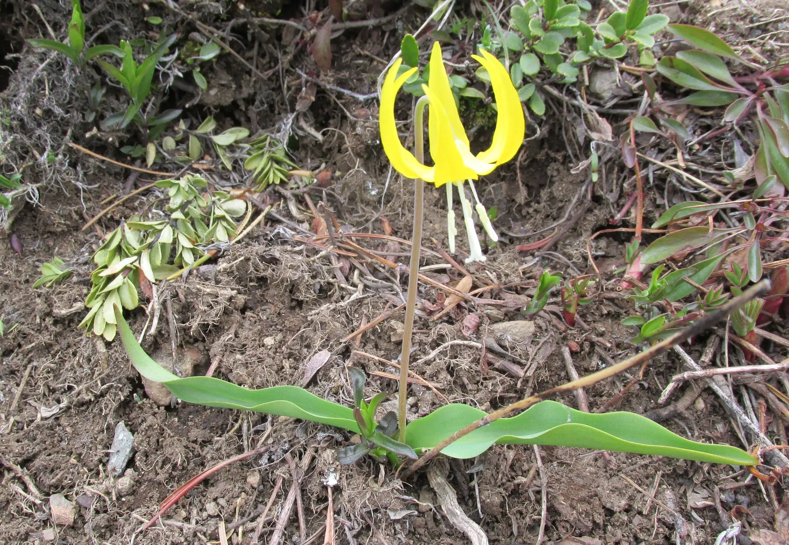 Glacier Lily (Erythronium Grandiflorum) — Blooming occurs from early to mid-spring; a partly shaded location mimics its native environment, though, image 85