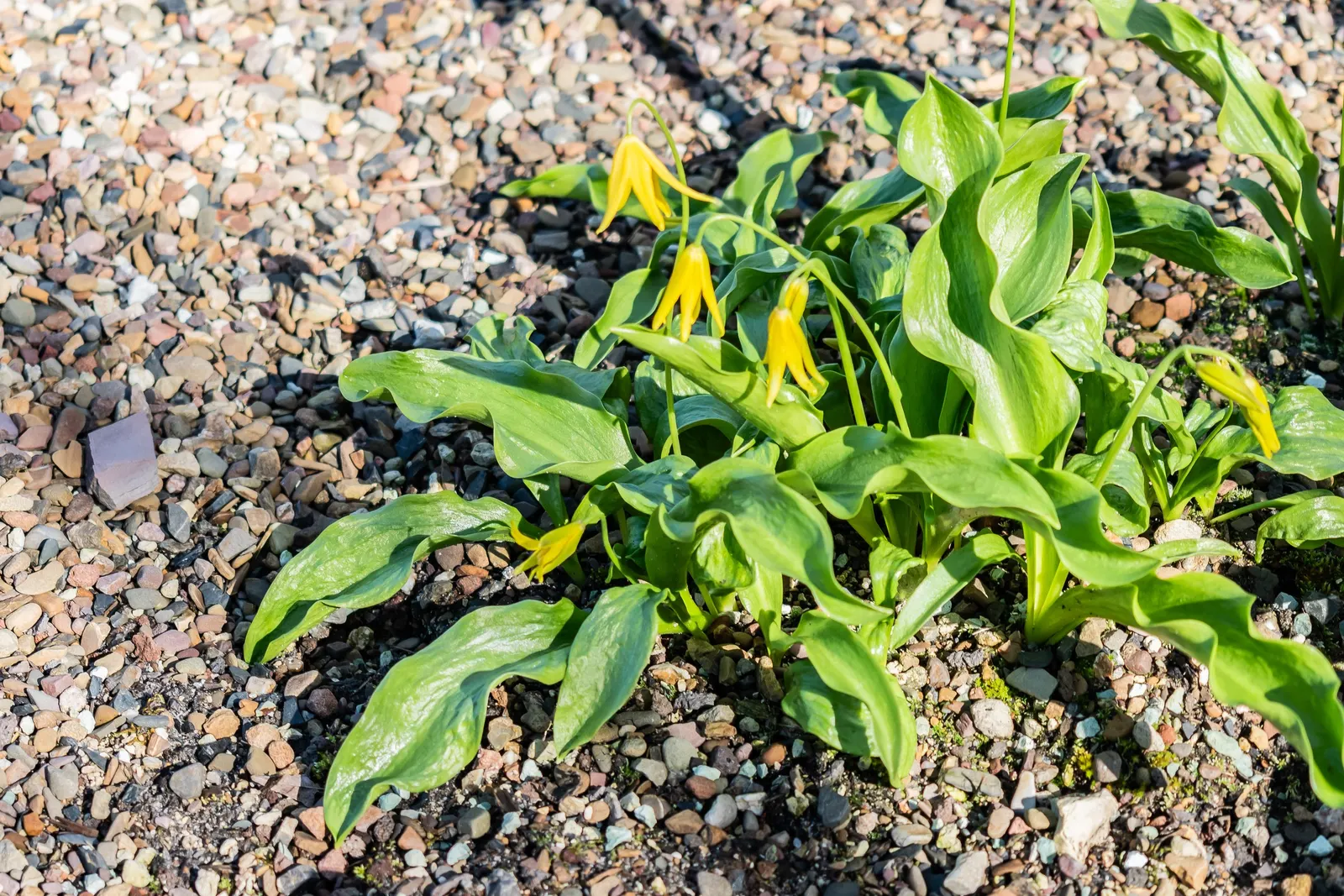 Glacier Lily (Erythronium Grandiflorum) — Consider planting in groups for visual impact; well-drained soils with an acidic to neutral pH, image 78